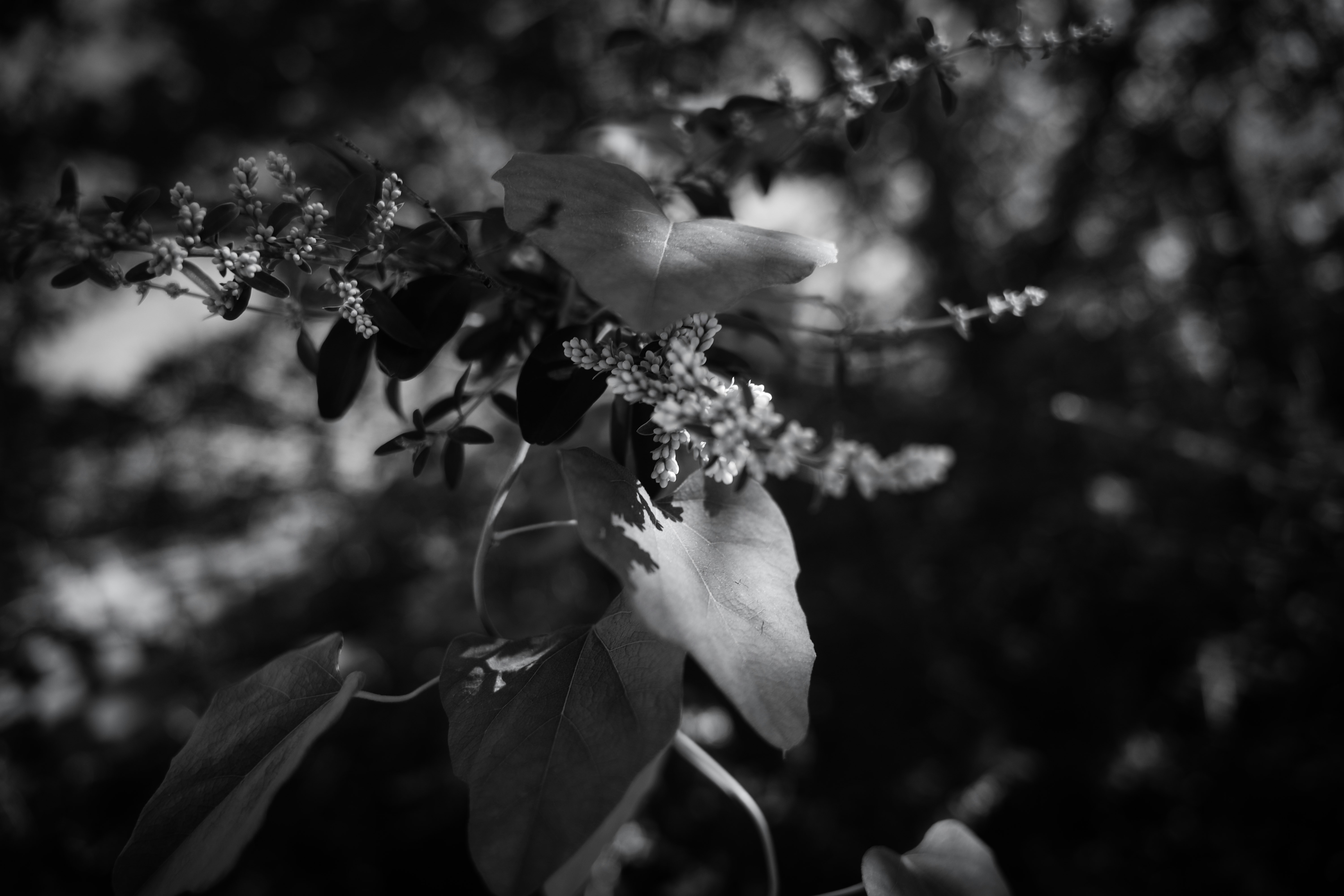 Photo by jadonjohnson