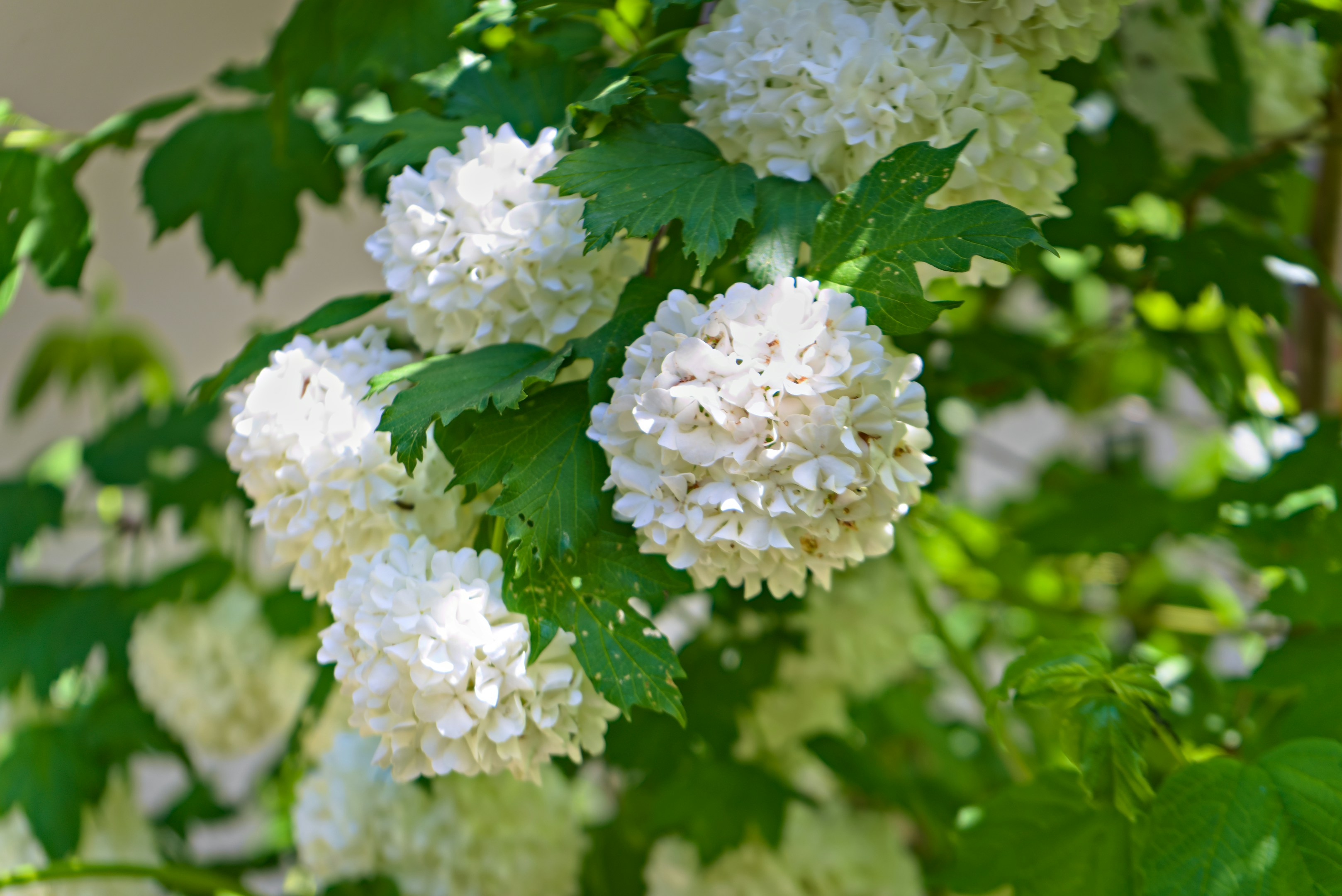 Fiori di viburno a palla di neve bianca che sbocciano tra le foglie verdi.