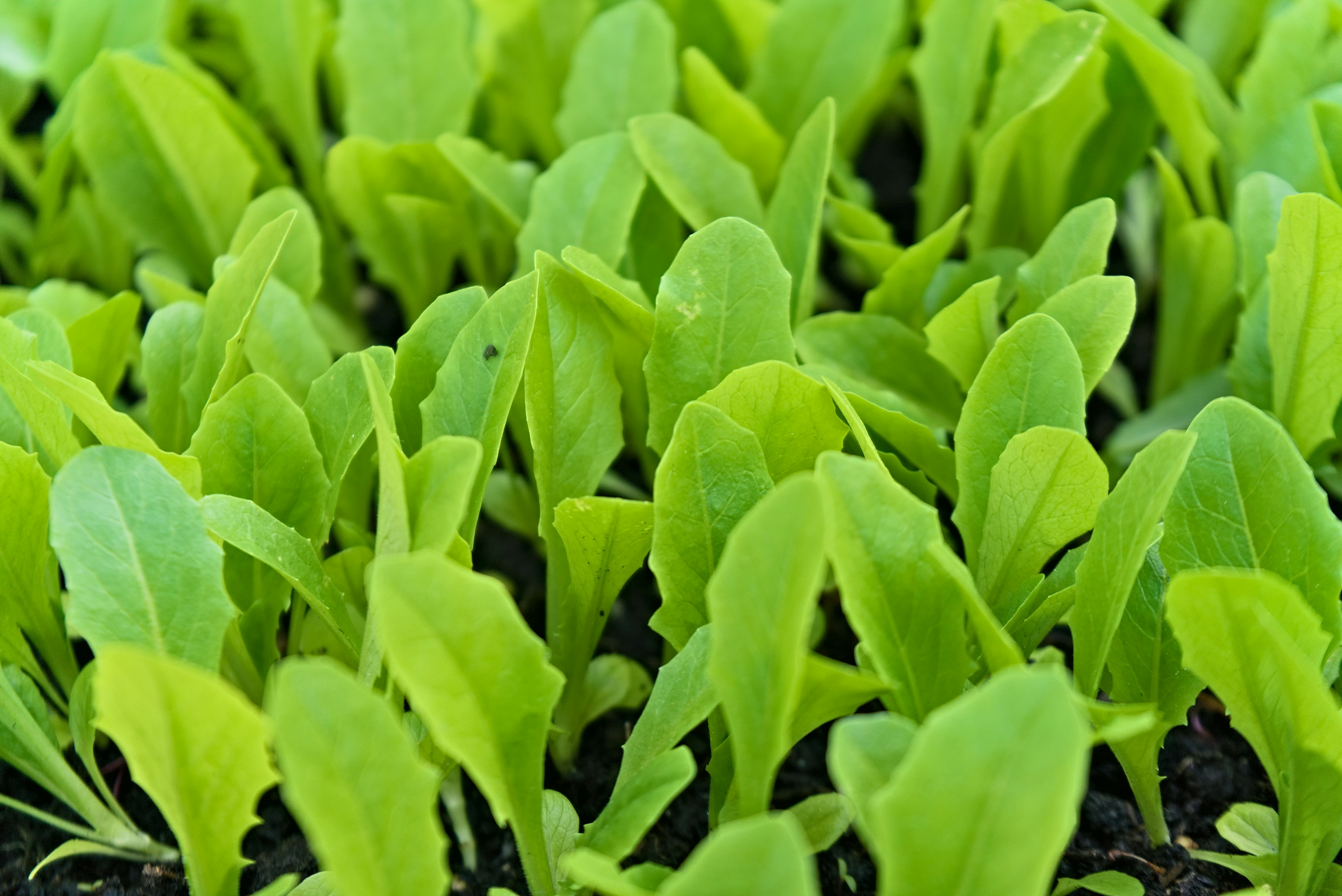 Giovani piantine verdi che germogliano da terreno scuro.