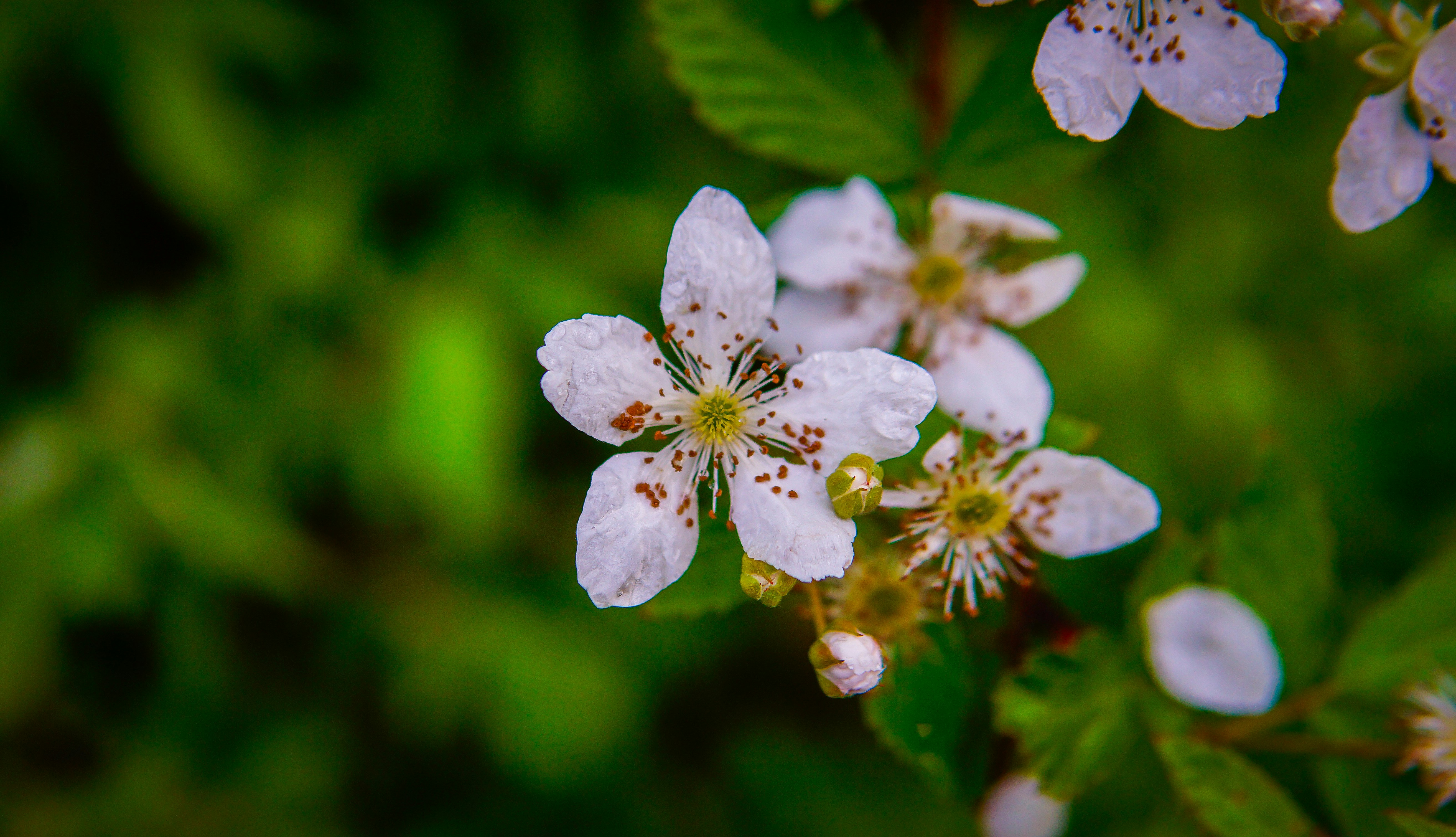 Photo by steinman_photography