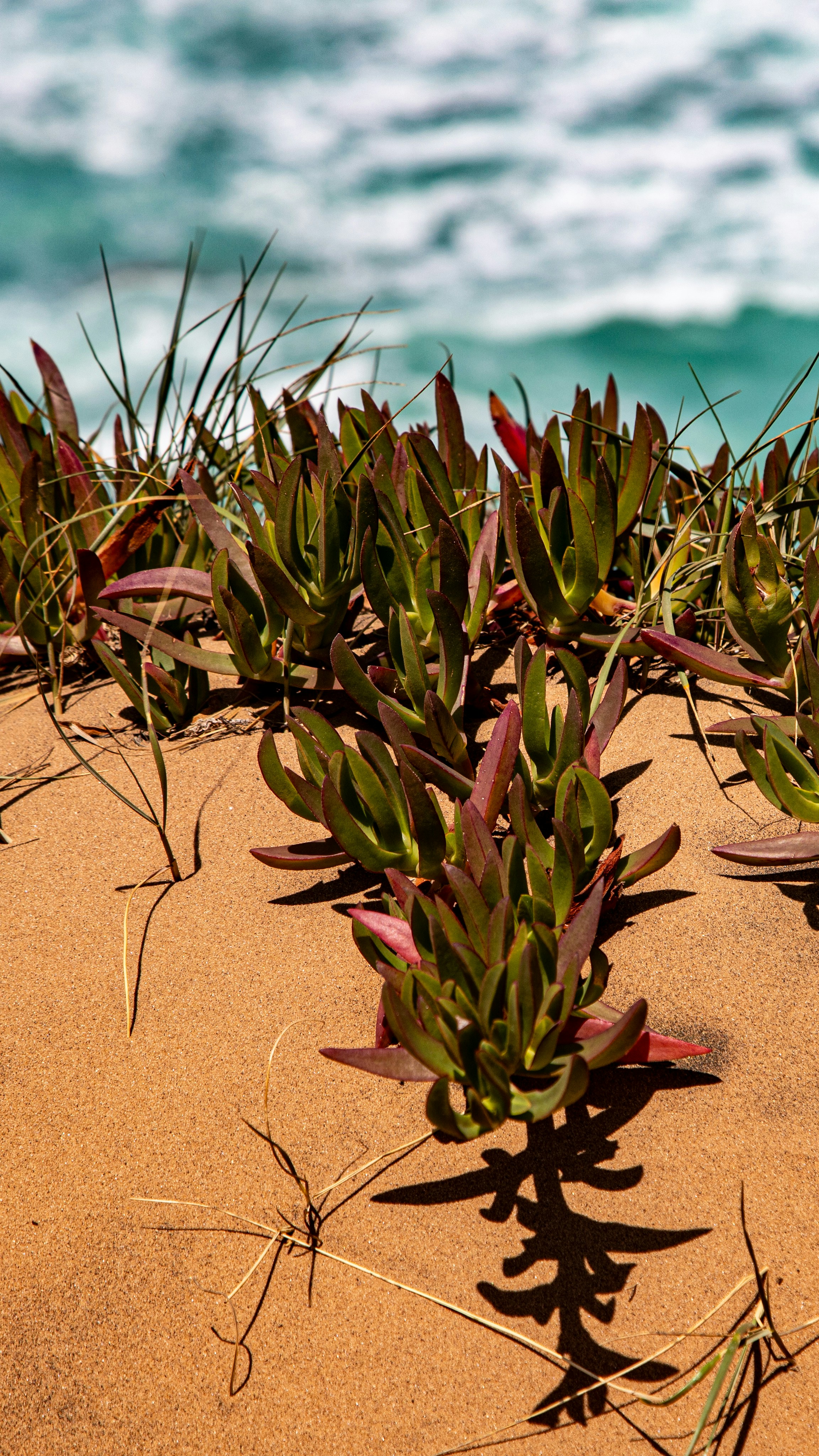 Le piante succulente crescono su una spiaggia sabbiosa con onde oceaniche.