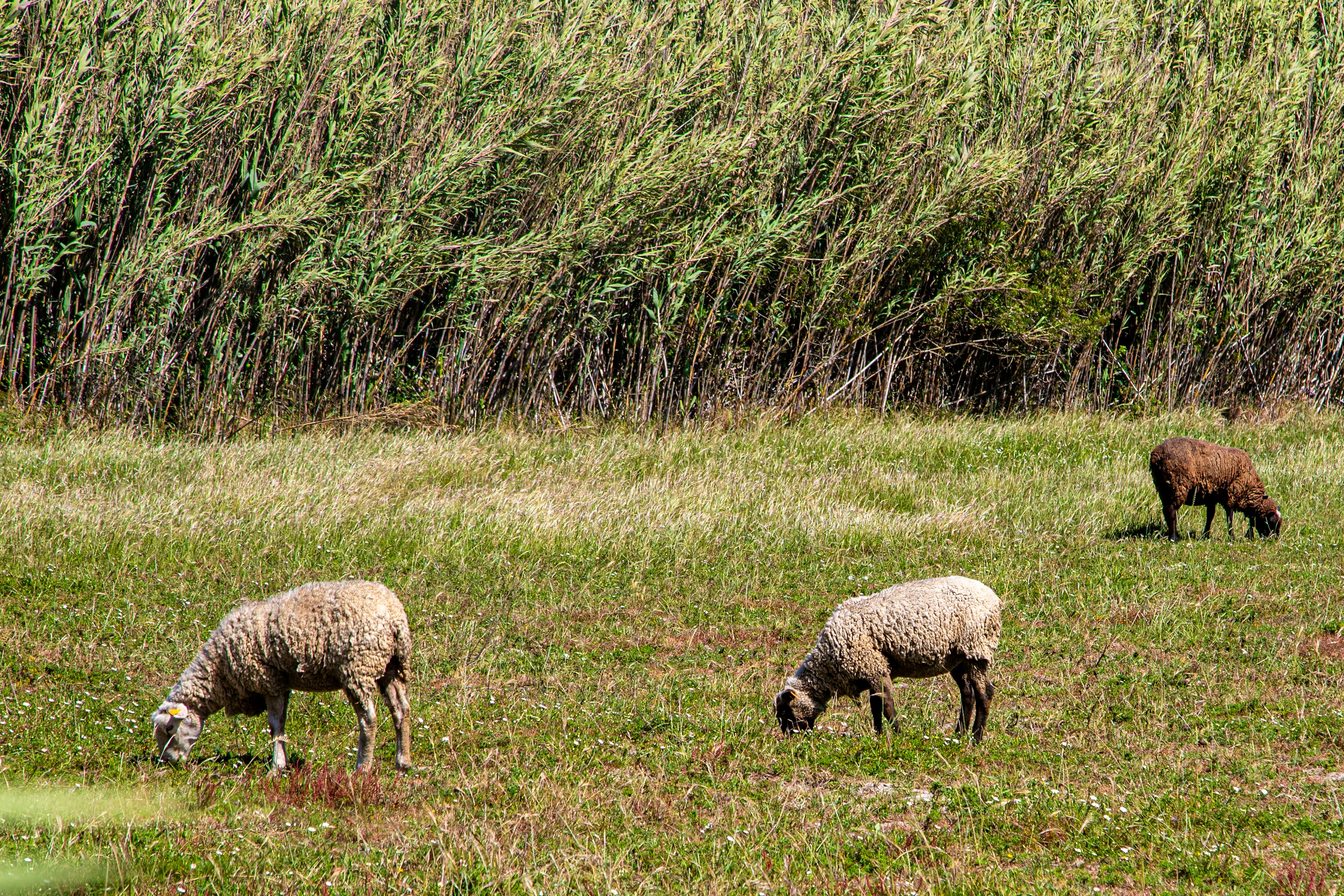 Três ovelhas pastando em um campo gramado com juncos.