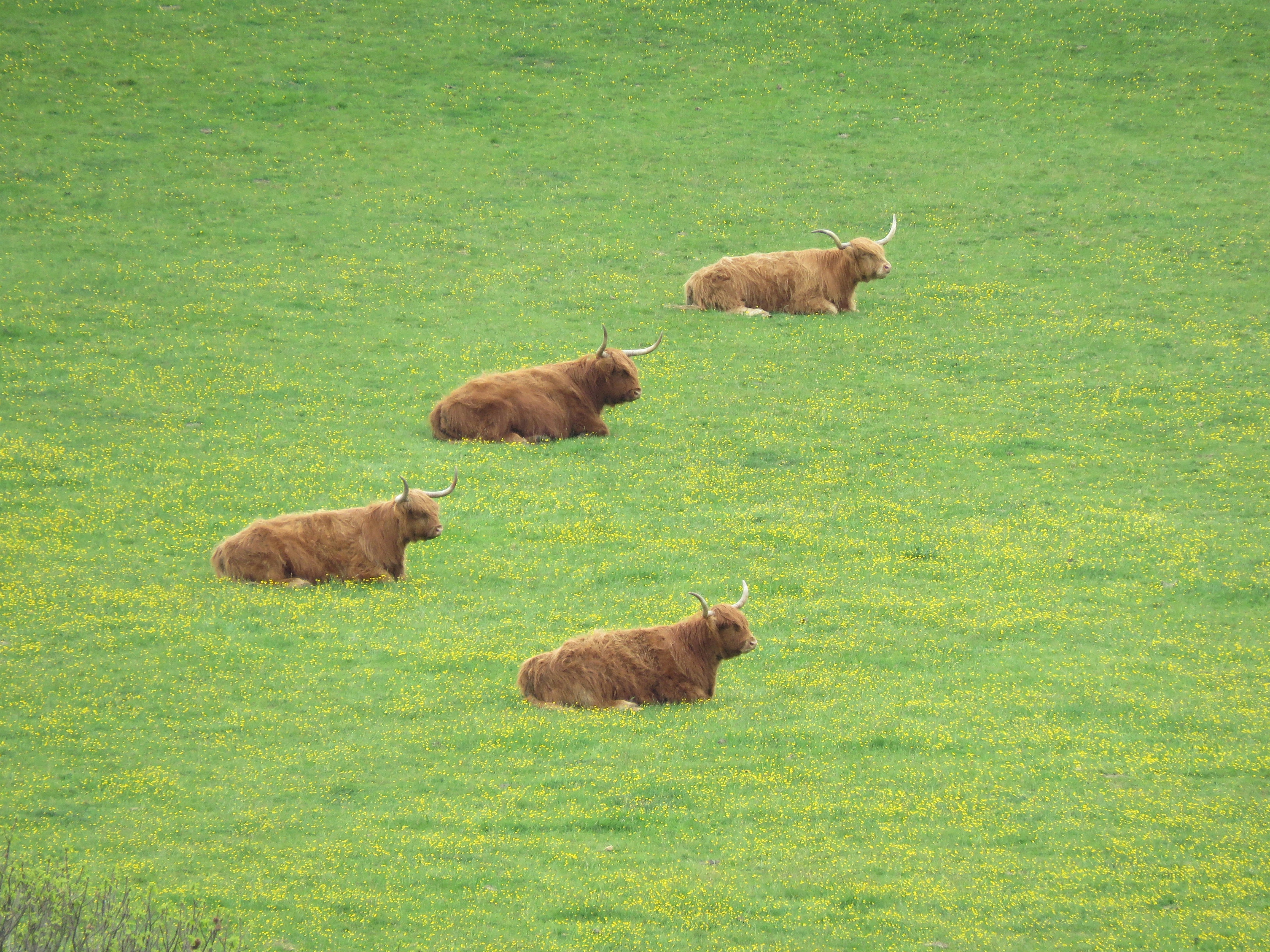 Vier Hochlandkühe, die auf einem grünen, grasbewachsenen Hügel ruhen.