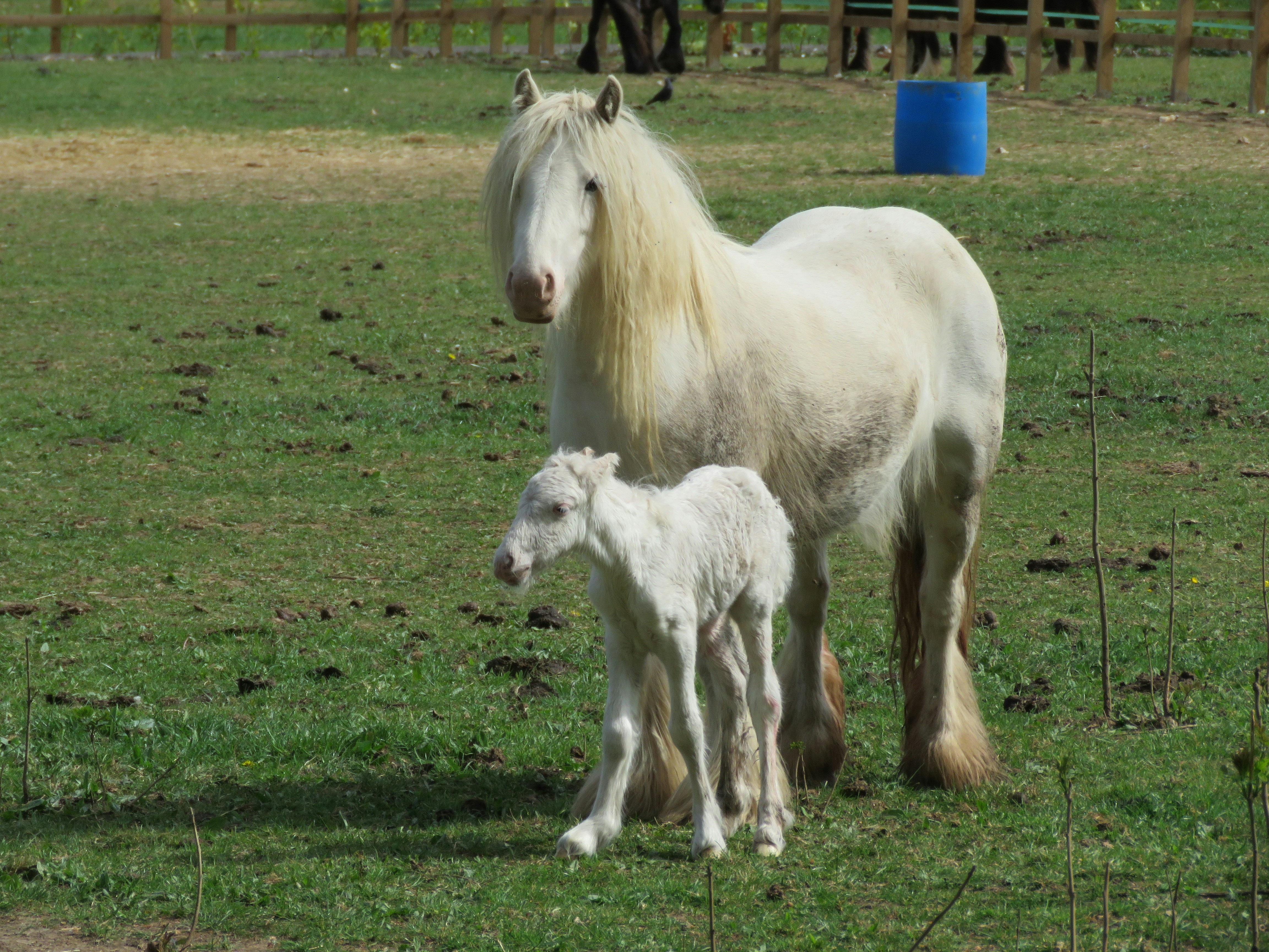 Weißes Pferd und Fohlen stehen auf einer grünen Wiese.