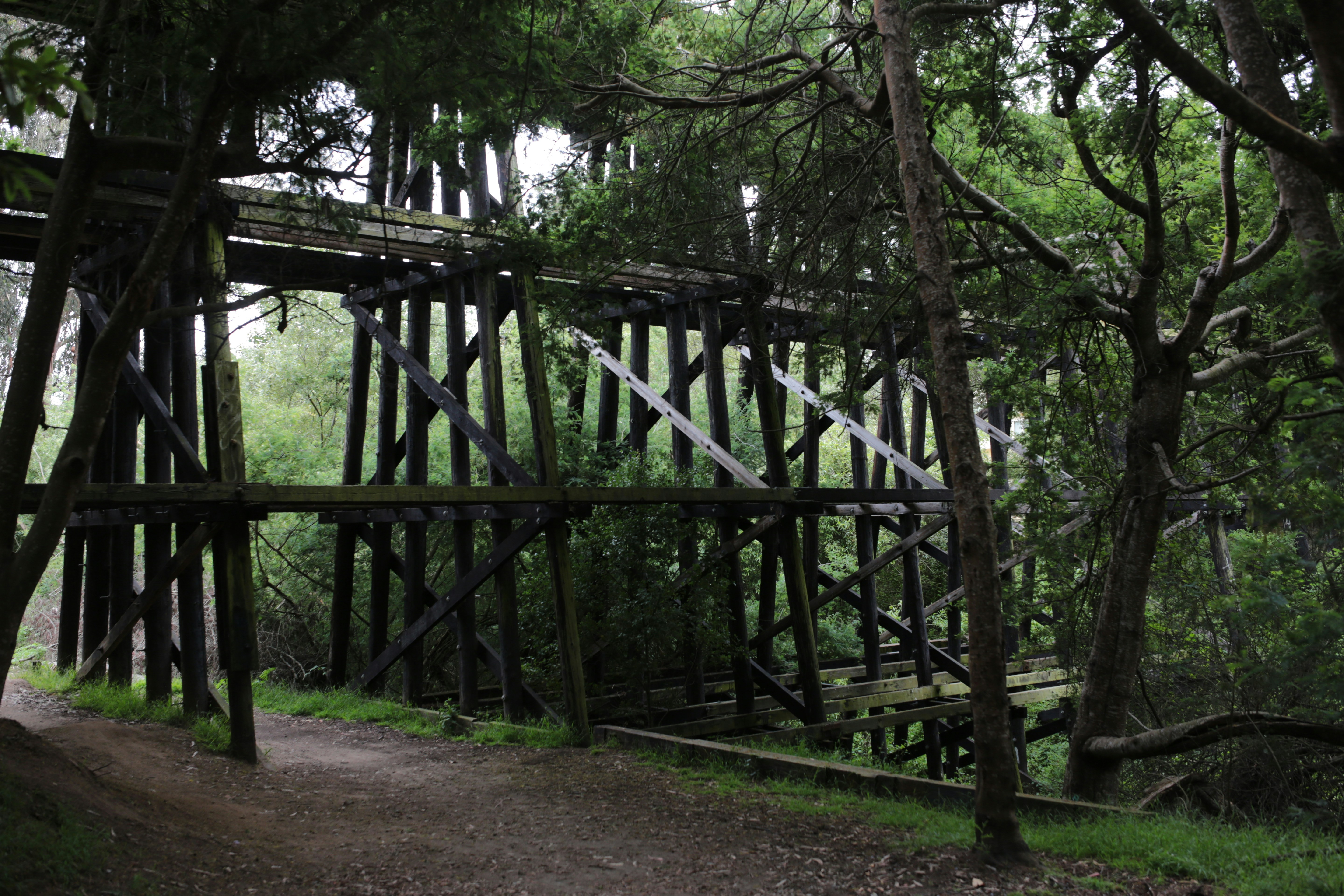 Old wooden railway bridge in a lush forest