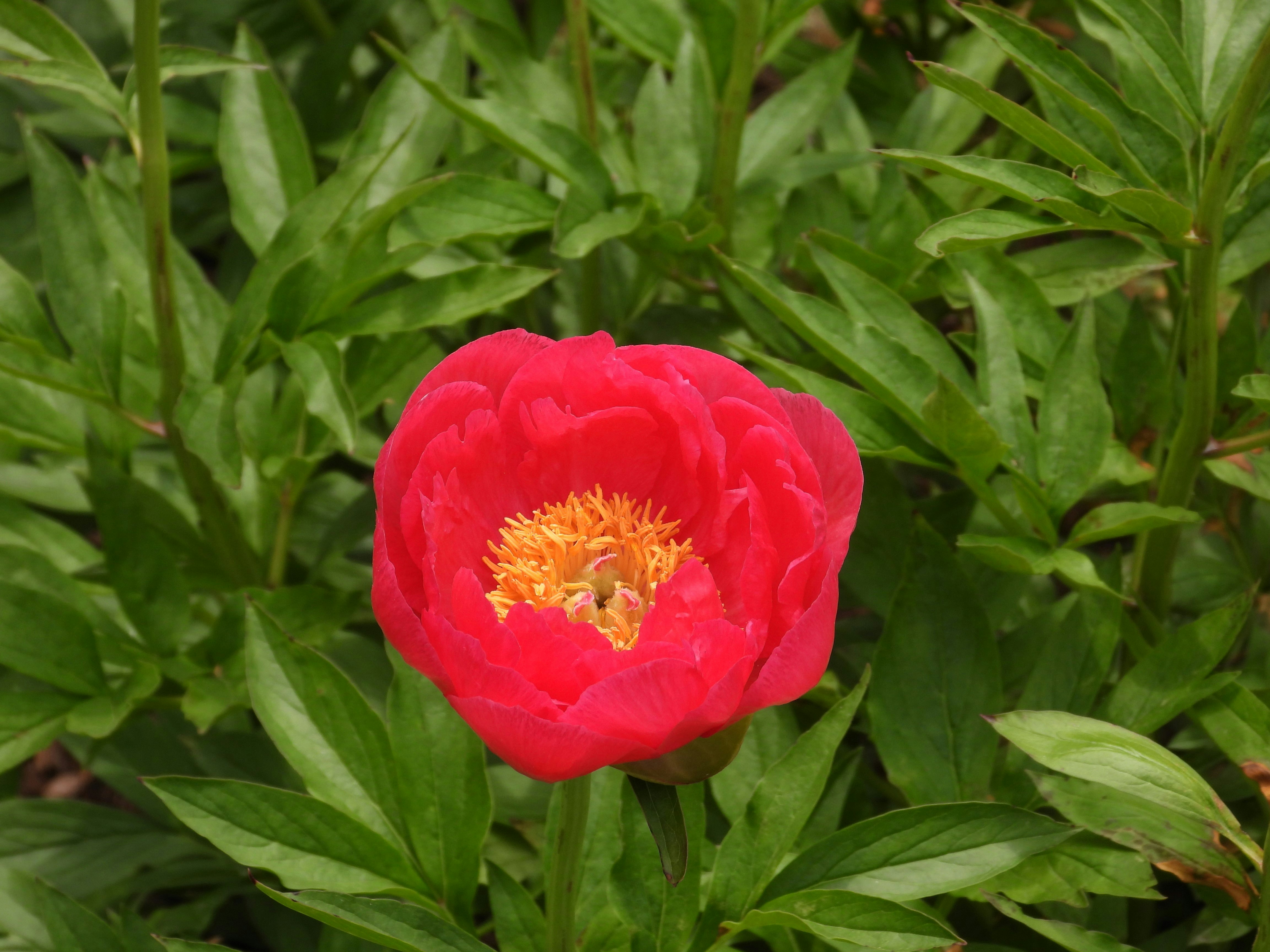 Uma flor de peônia vermelha vibrante com centro amarelo.