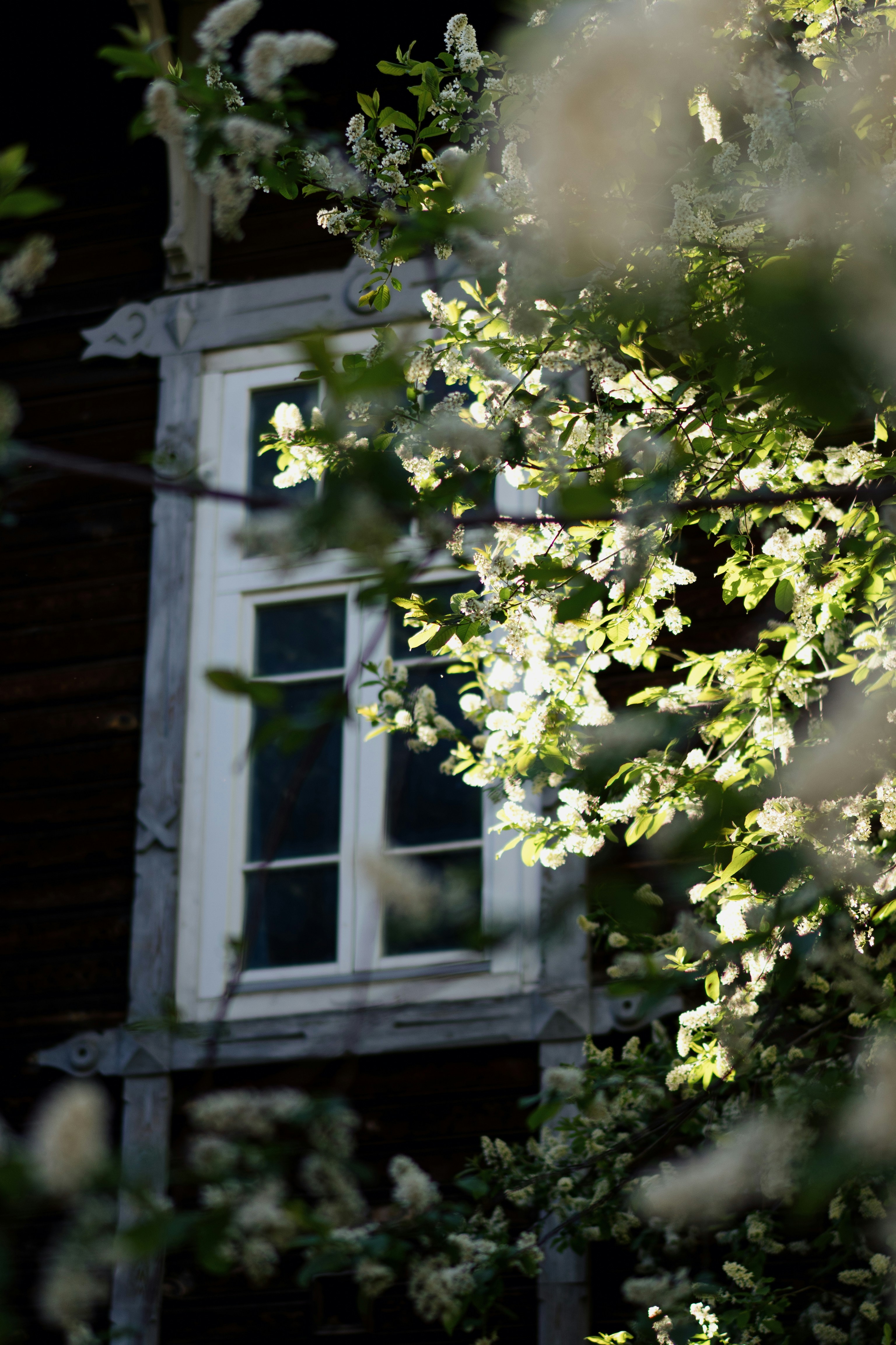 Des fleurs blanches encadrent une fenêtre rustique au soleil