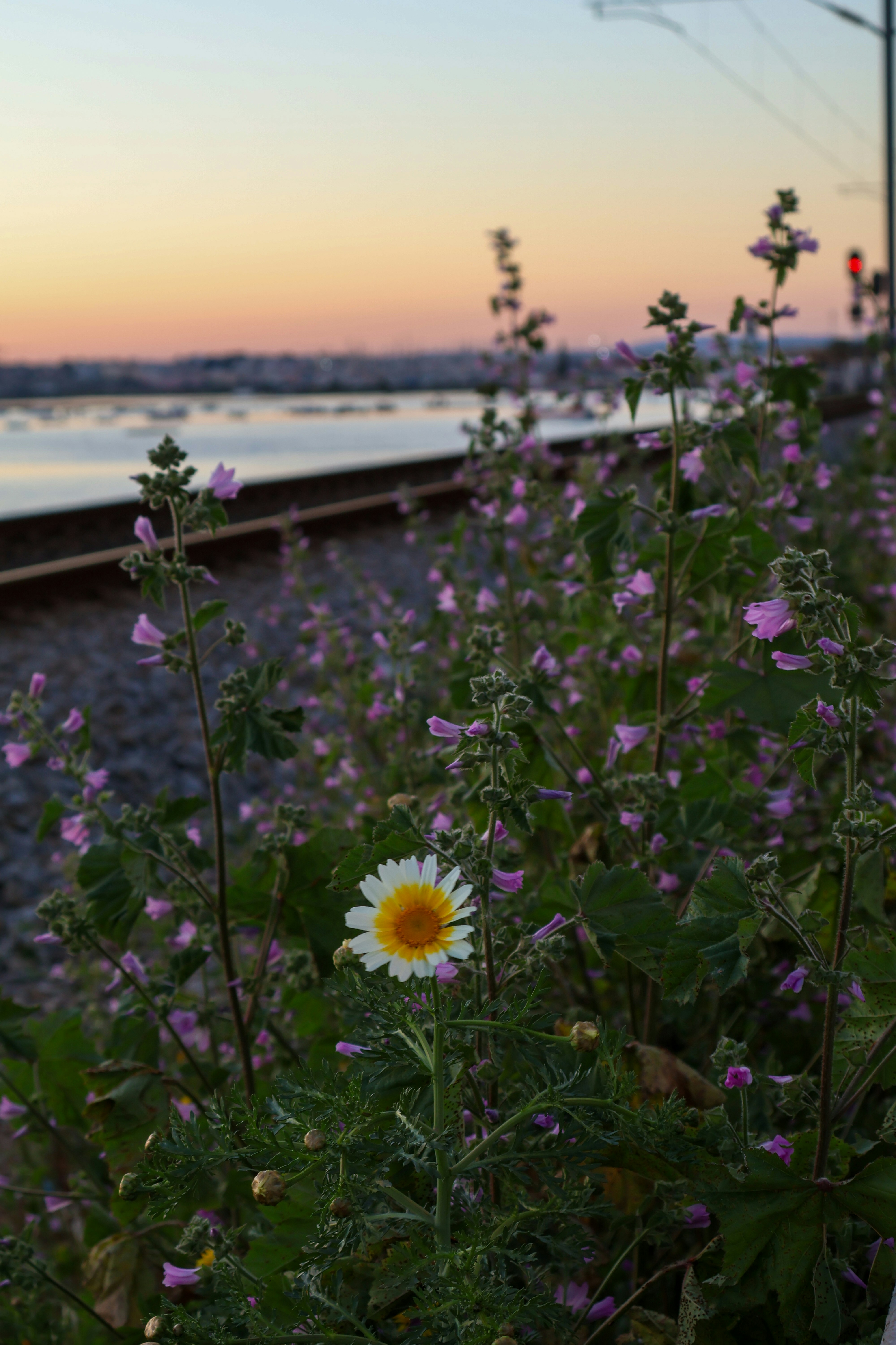 A single daisy blooms beside railroad tracks at sunset.