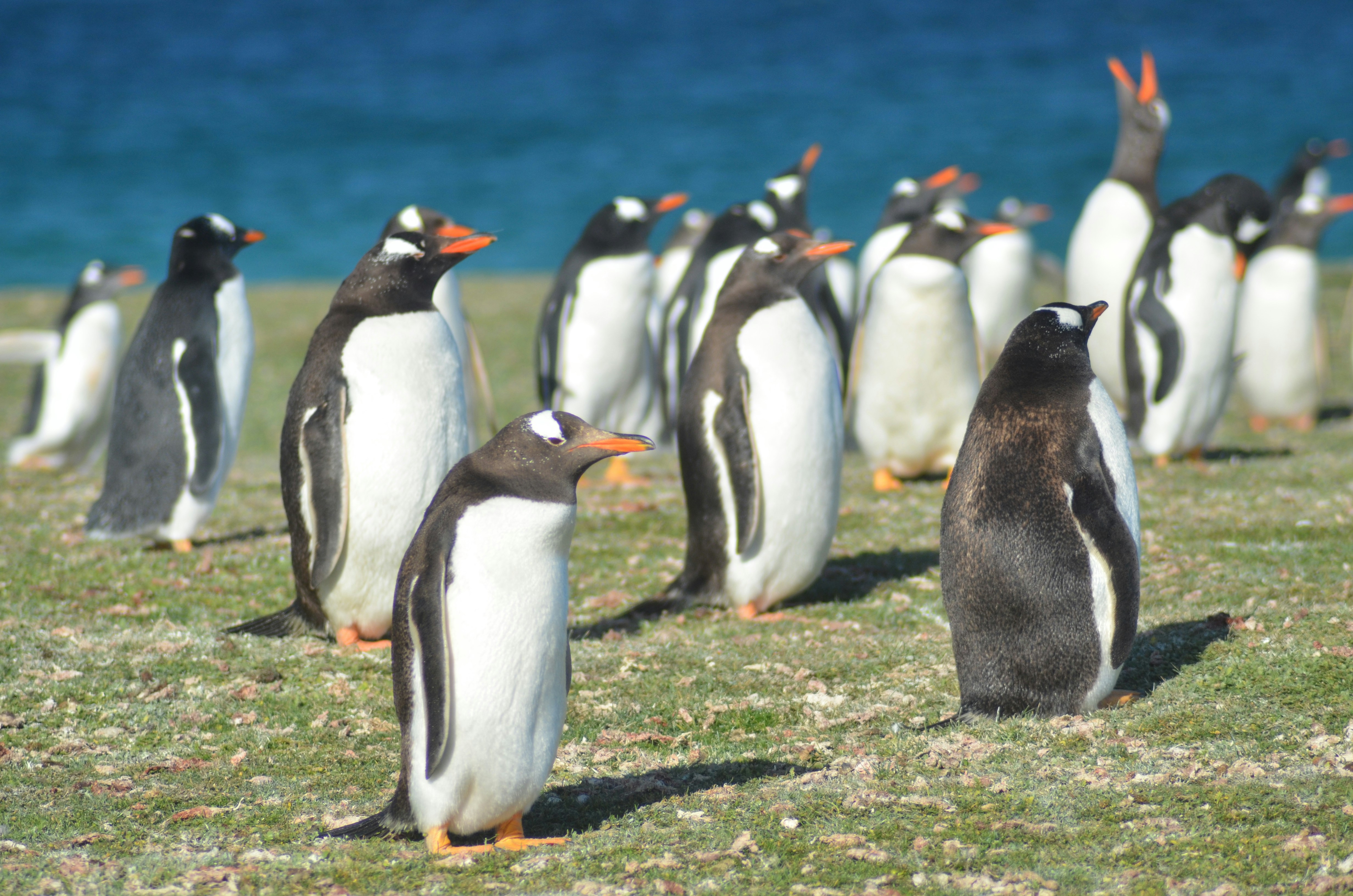 A colony of penguins stands on a grassy shore.