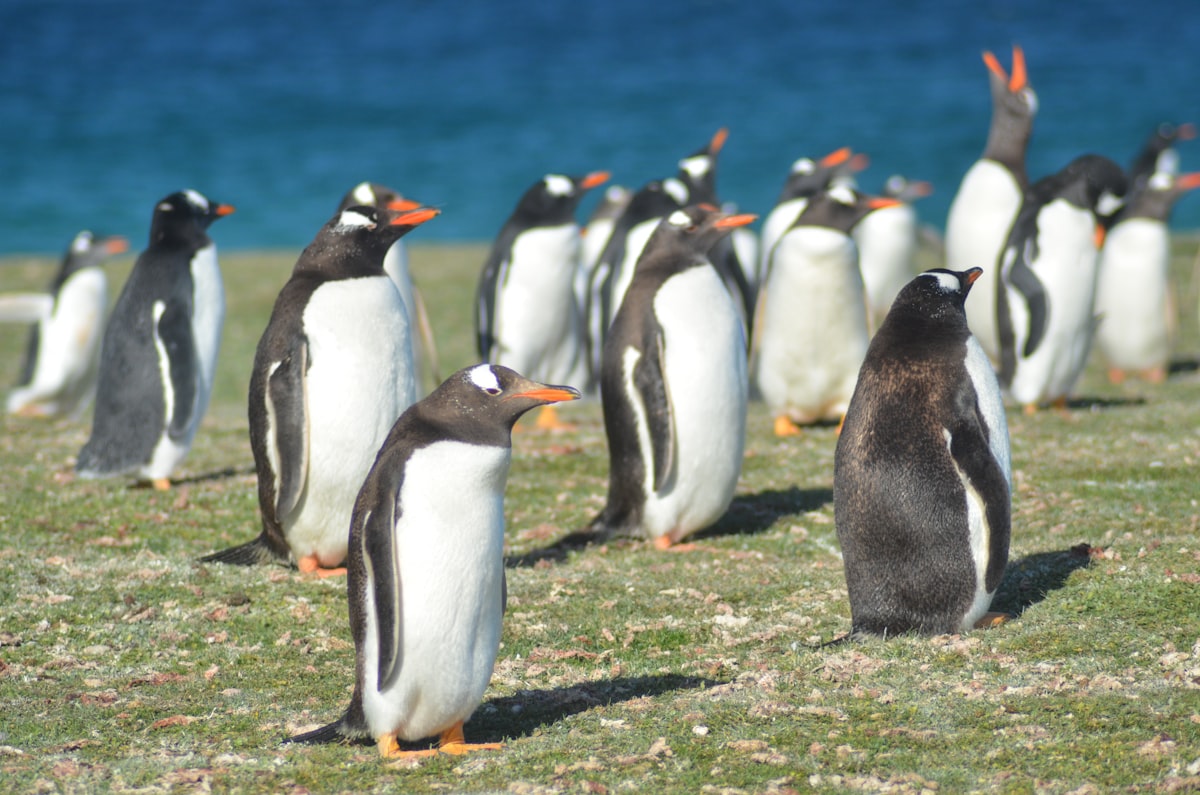 A group of gentoo penguins with orange bills standing on short grass above a deep blue sea, some facing the camera and others turned away