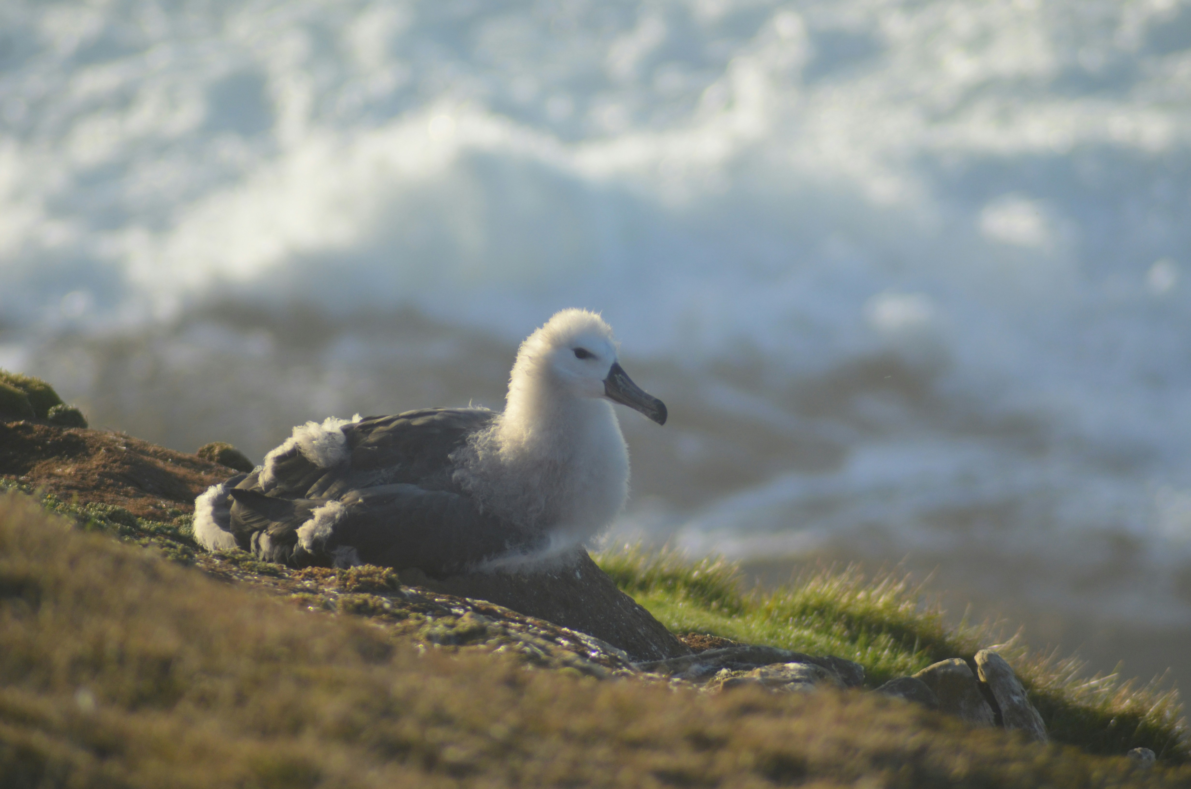 West Point Island and Steeple Jason: Colony Capitals - Black-browed Albatross Falklands