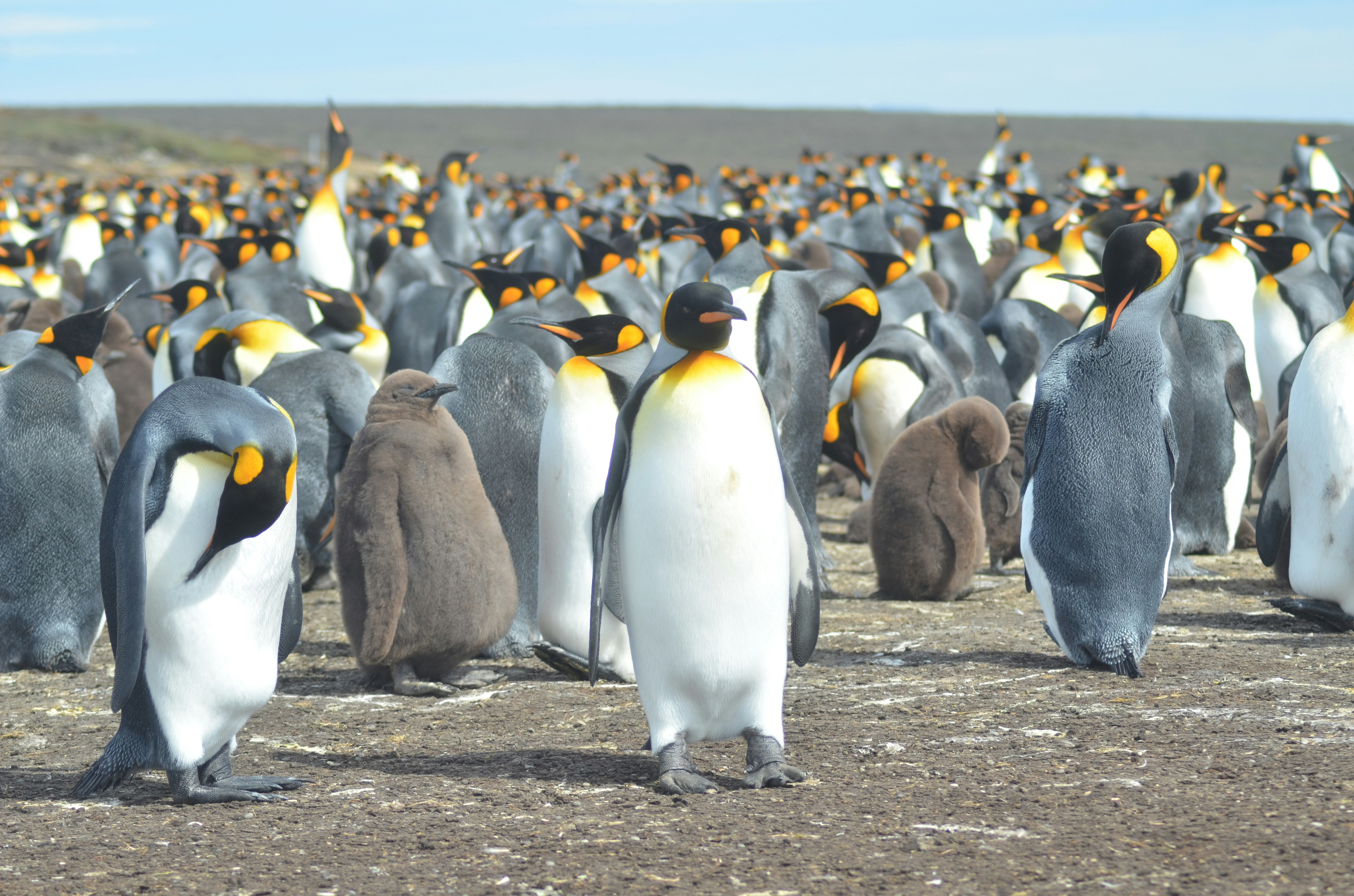 A large colony of king penguins standing on a beach.
