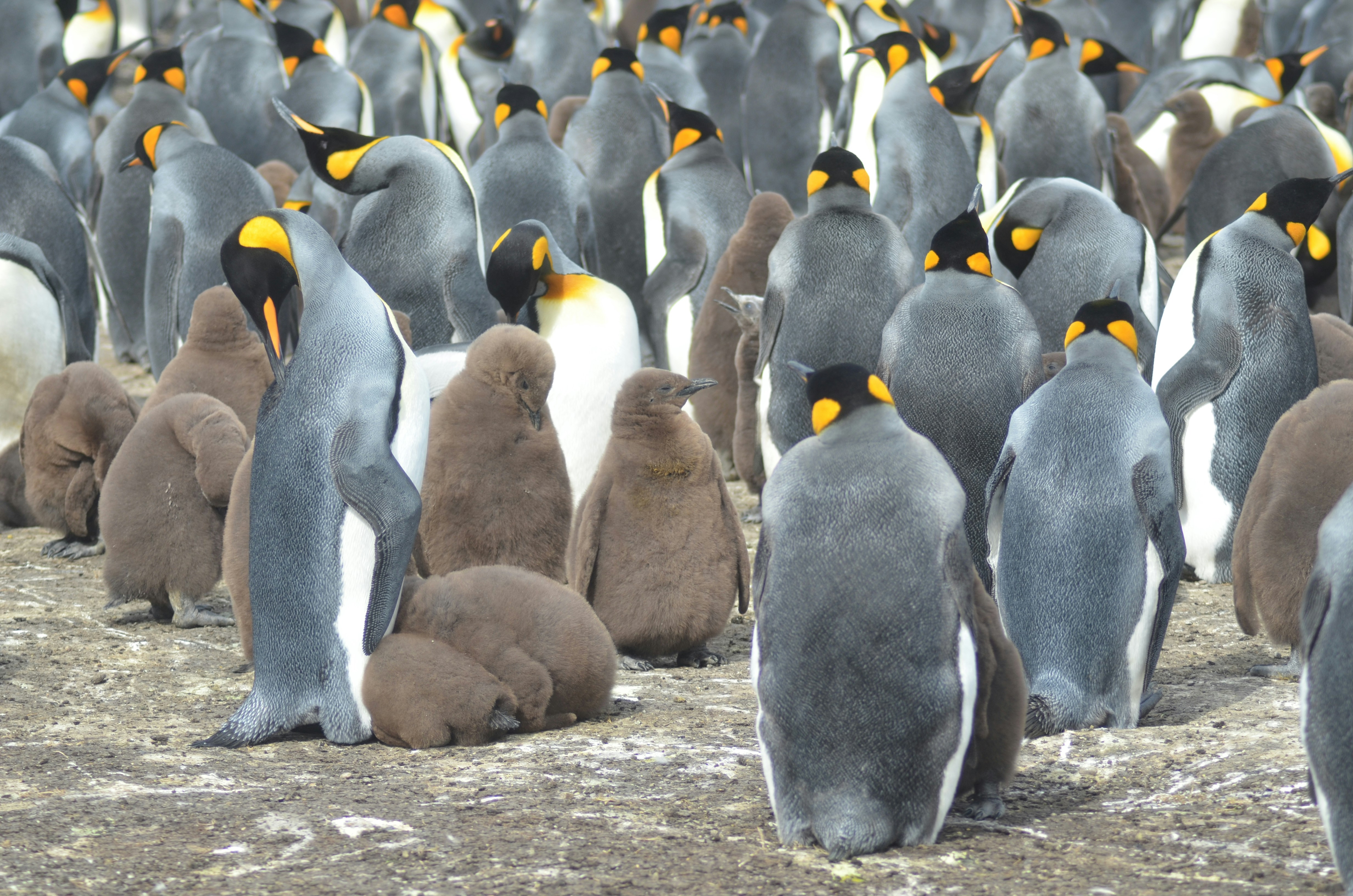 A colony of king penguins and their chicks on land.