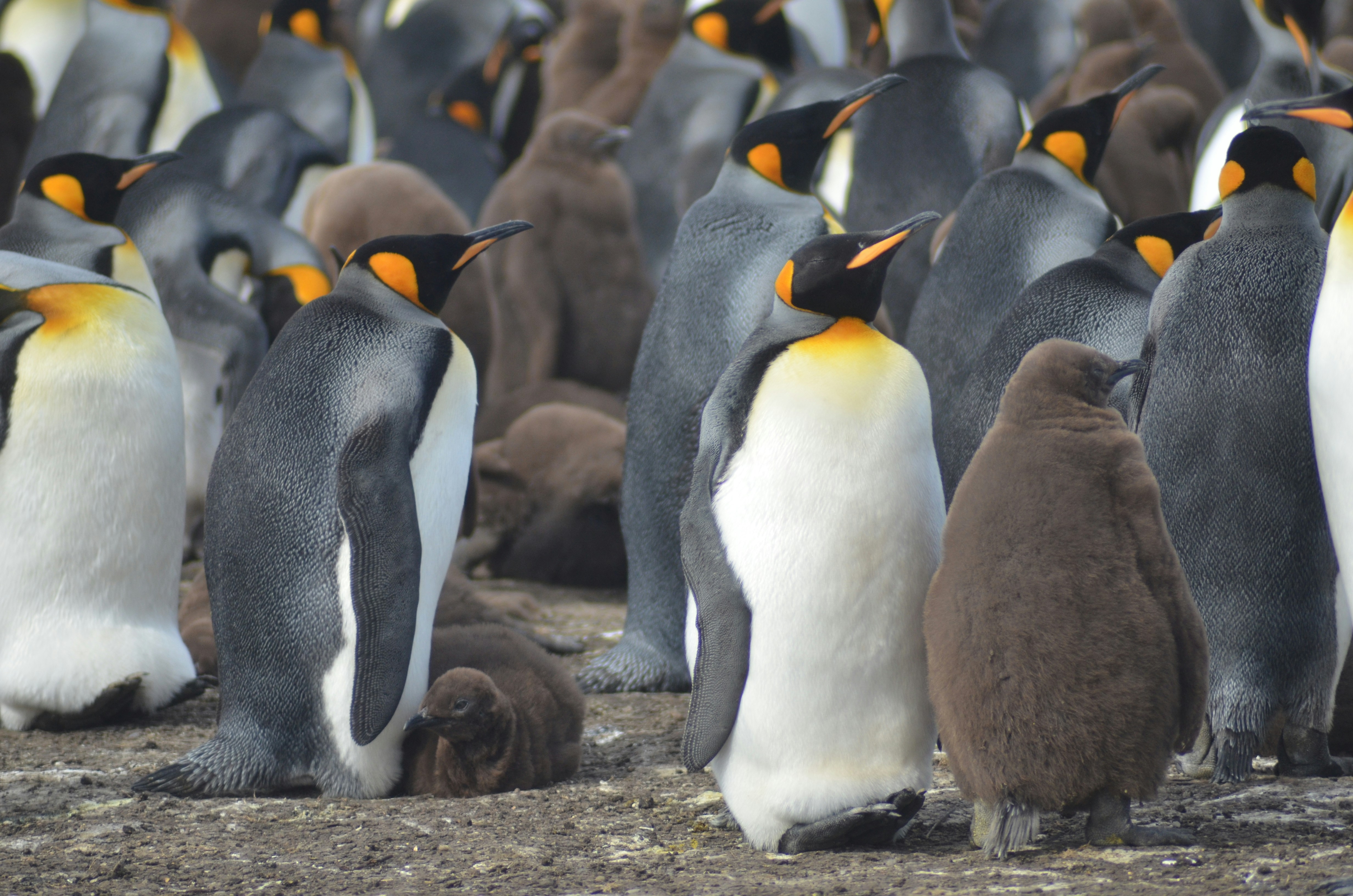 A colony of king penguins and their chicks