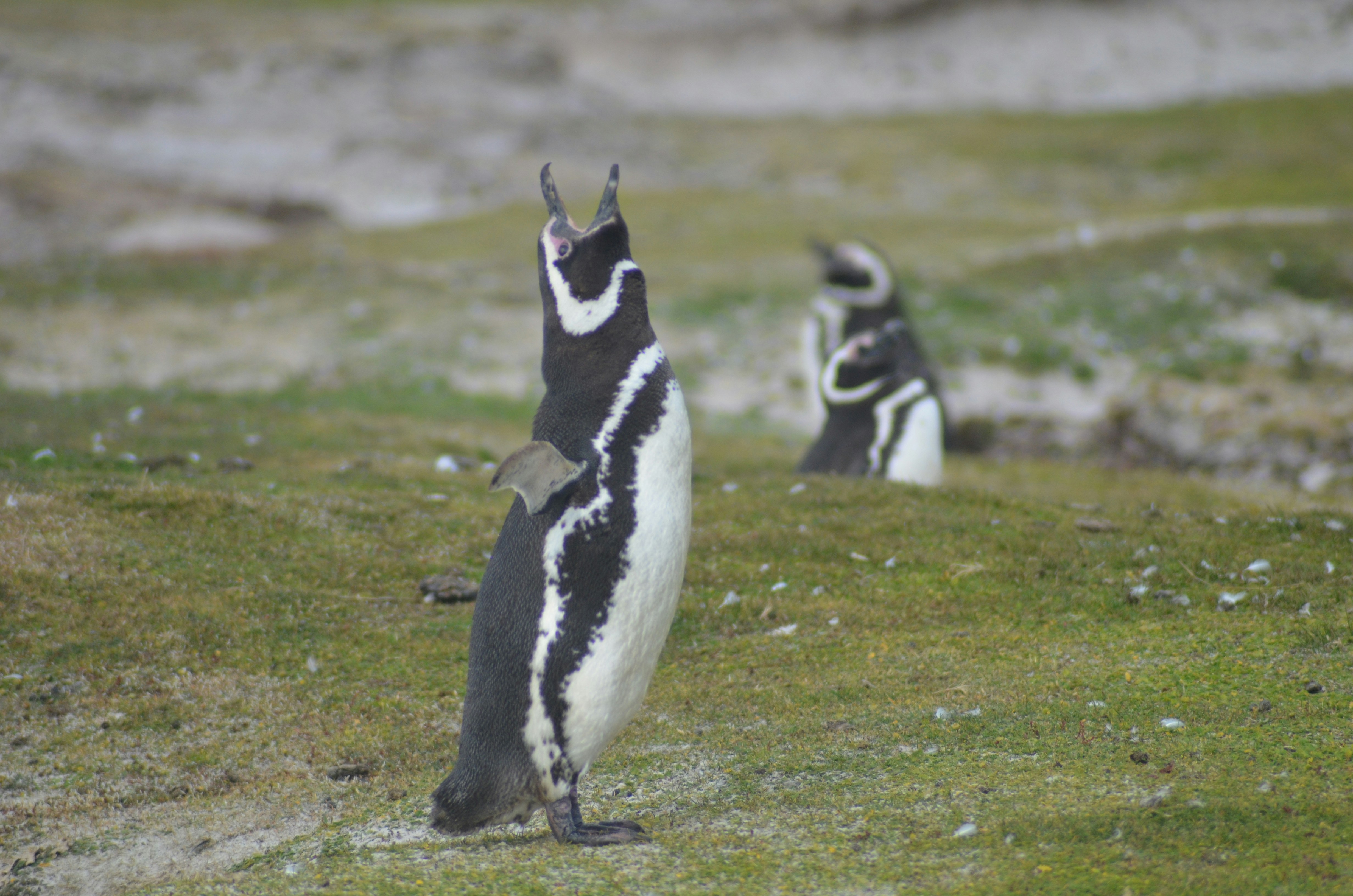 Penguin calling out on a grassy hill
