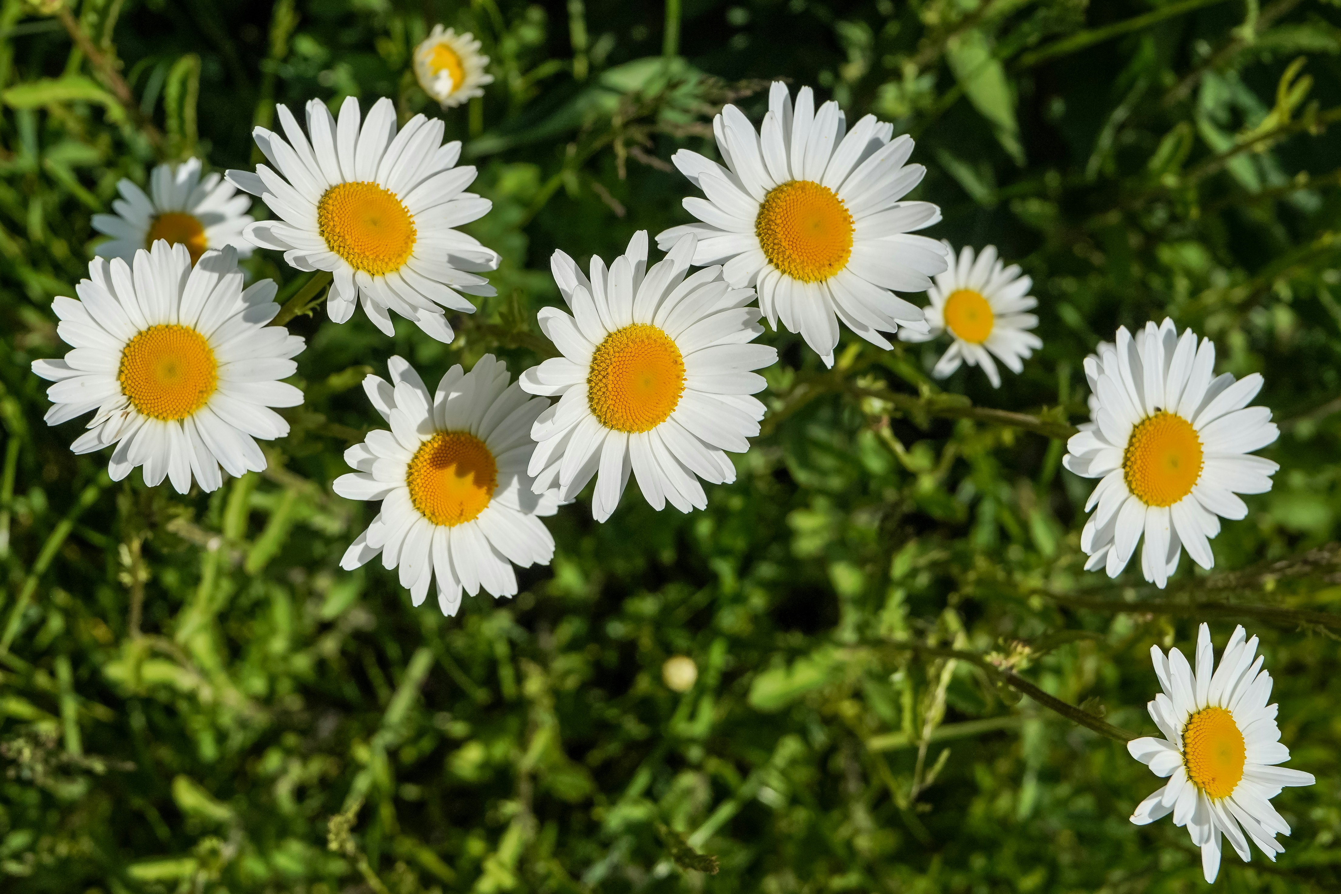 White daisies with yellow centers blooming in green grass.
