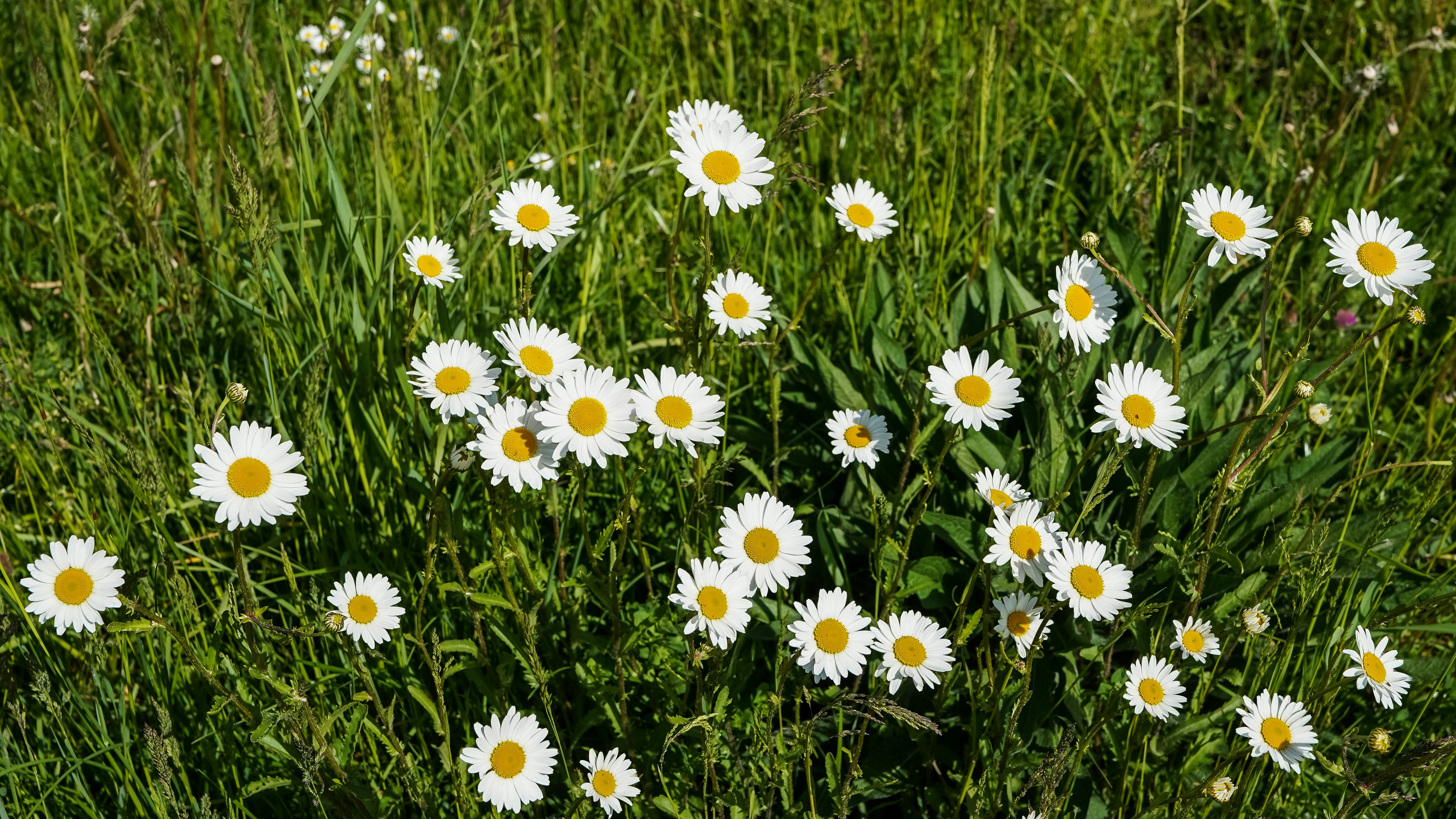 A field of white daisies blooming in green grass.