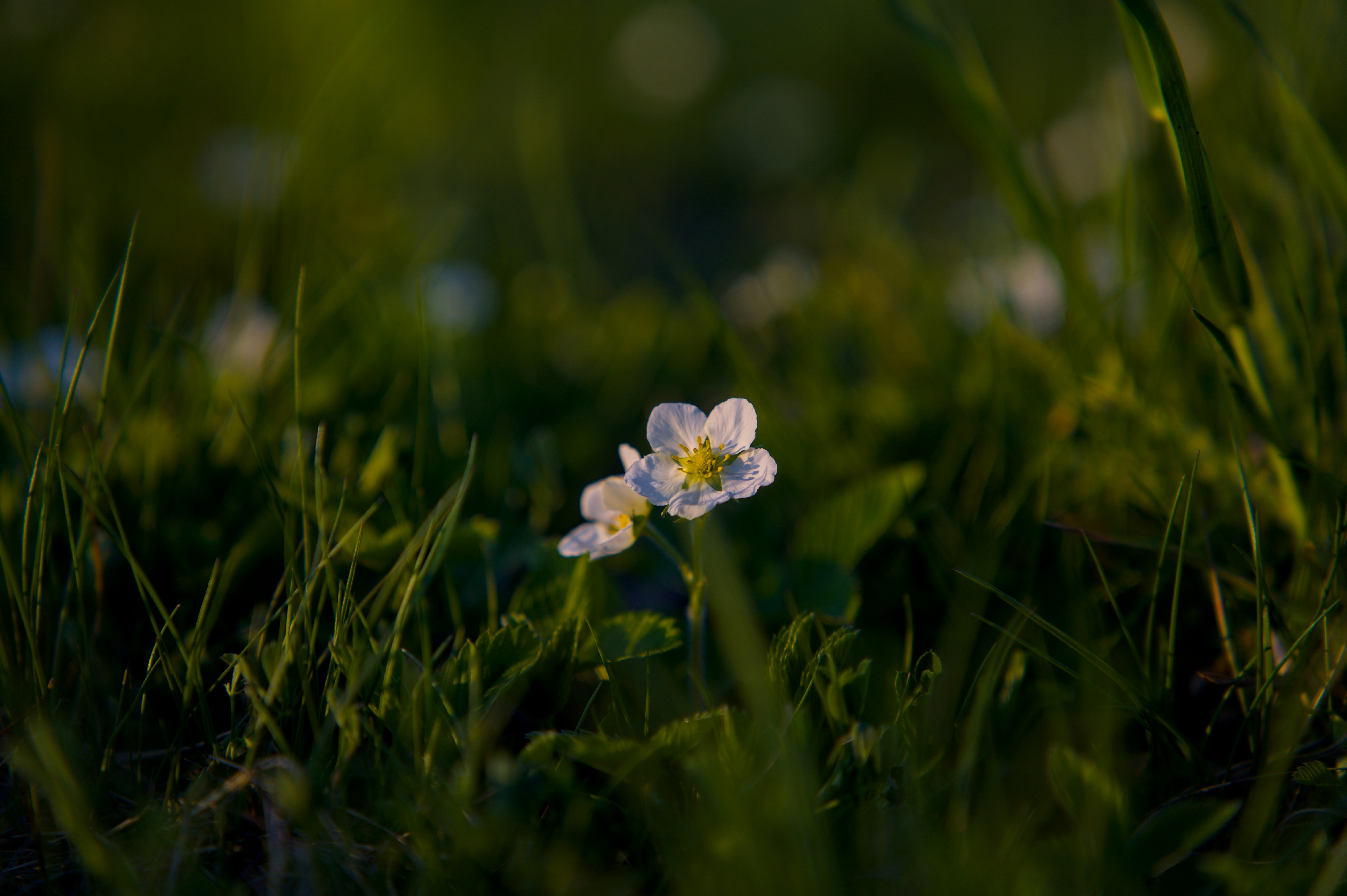Photo by eizenkopp