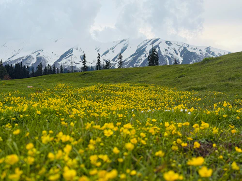 Kashmir