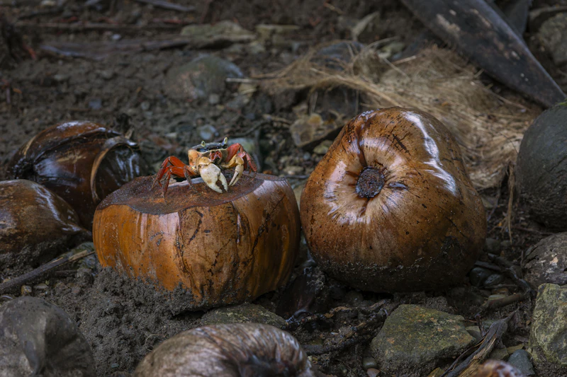 Coconut Crab (Birgus latro)