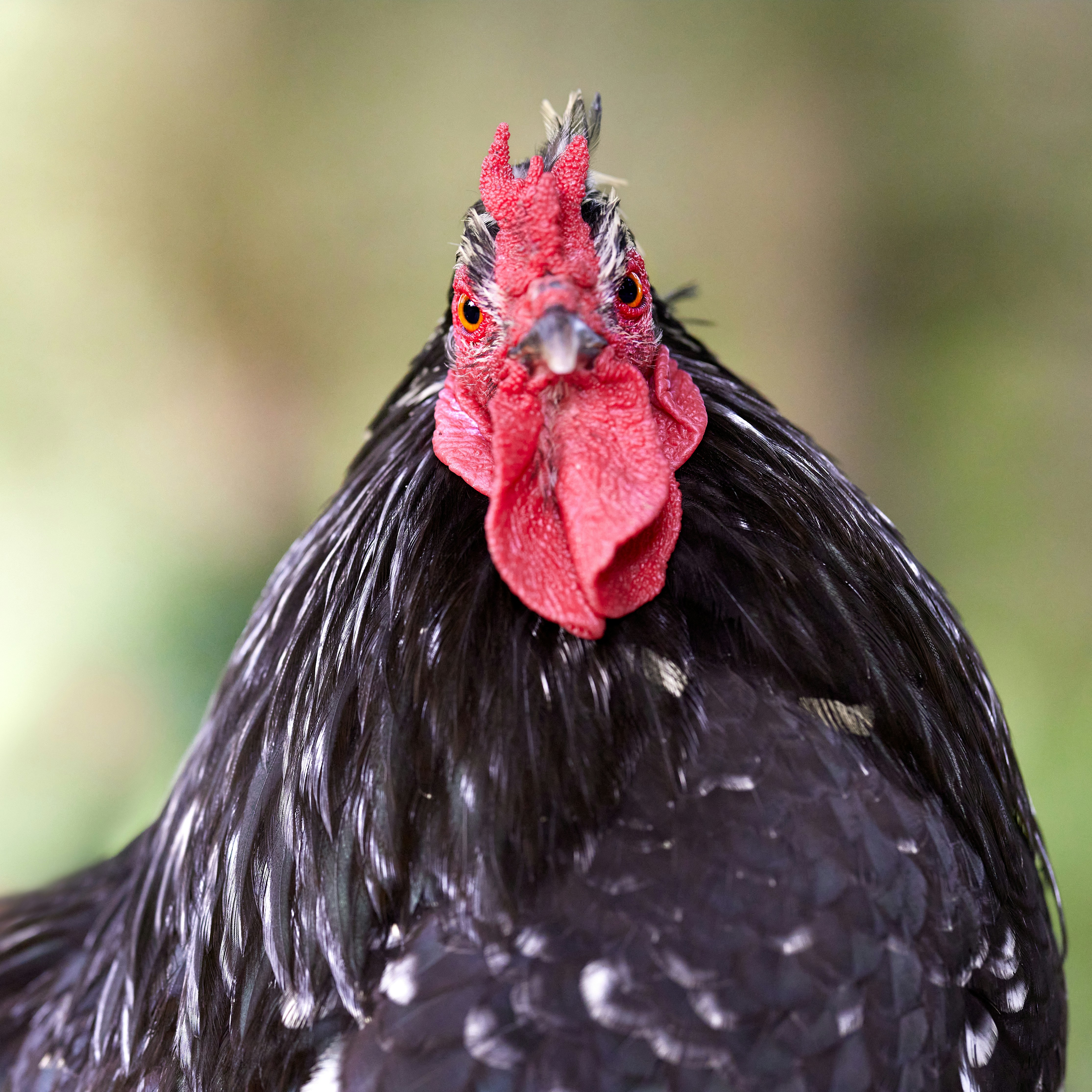 Zoe Stehr