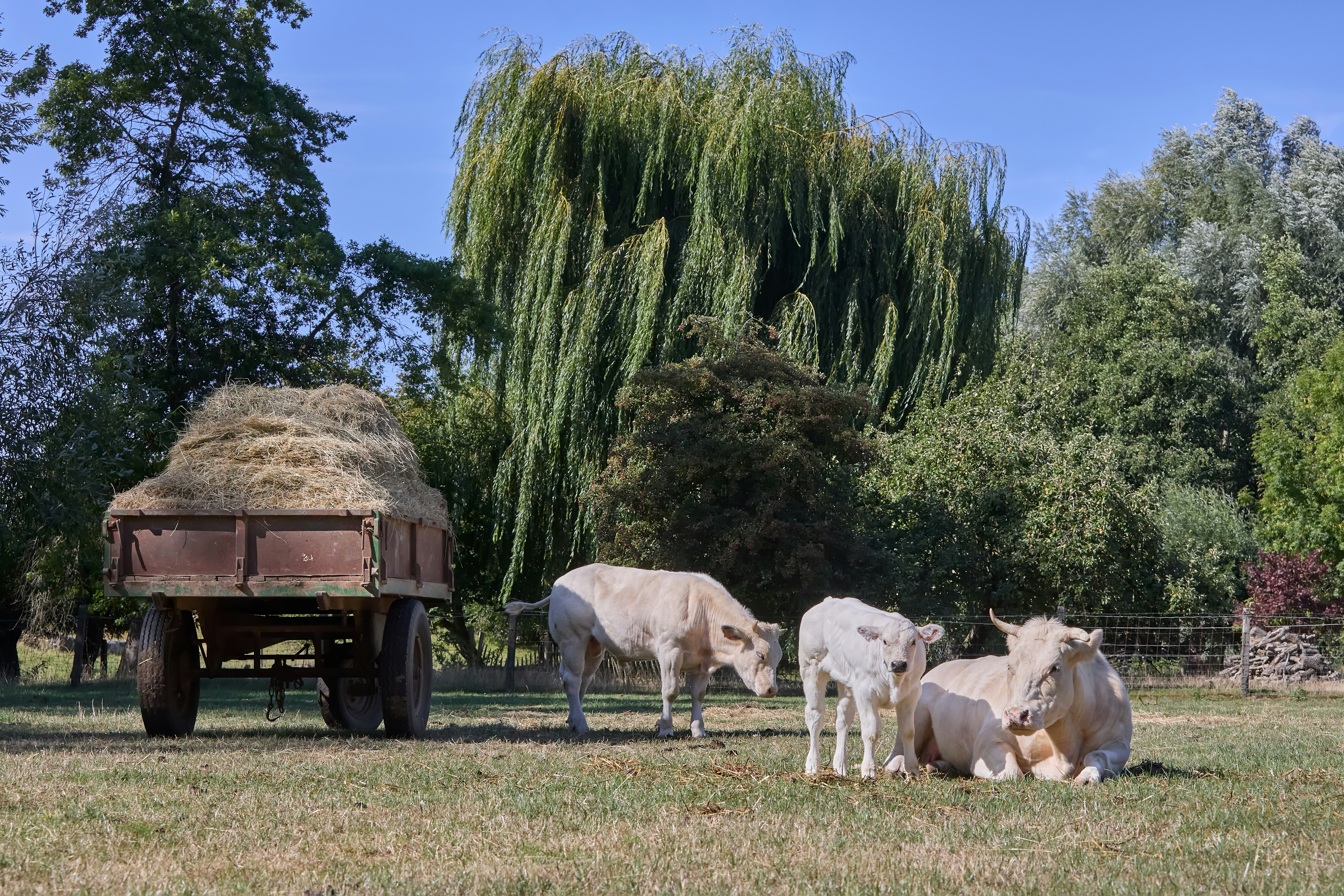 Hay wagon and three cows in a sunny green field.