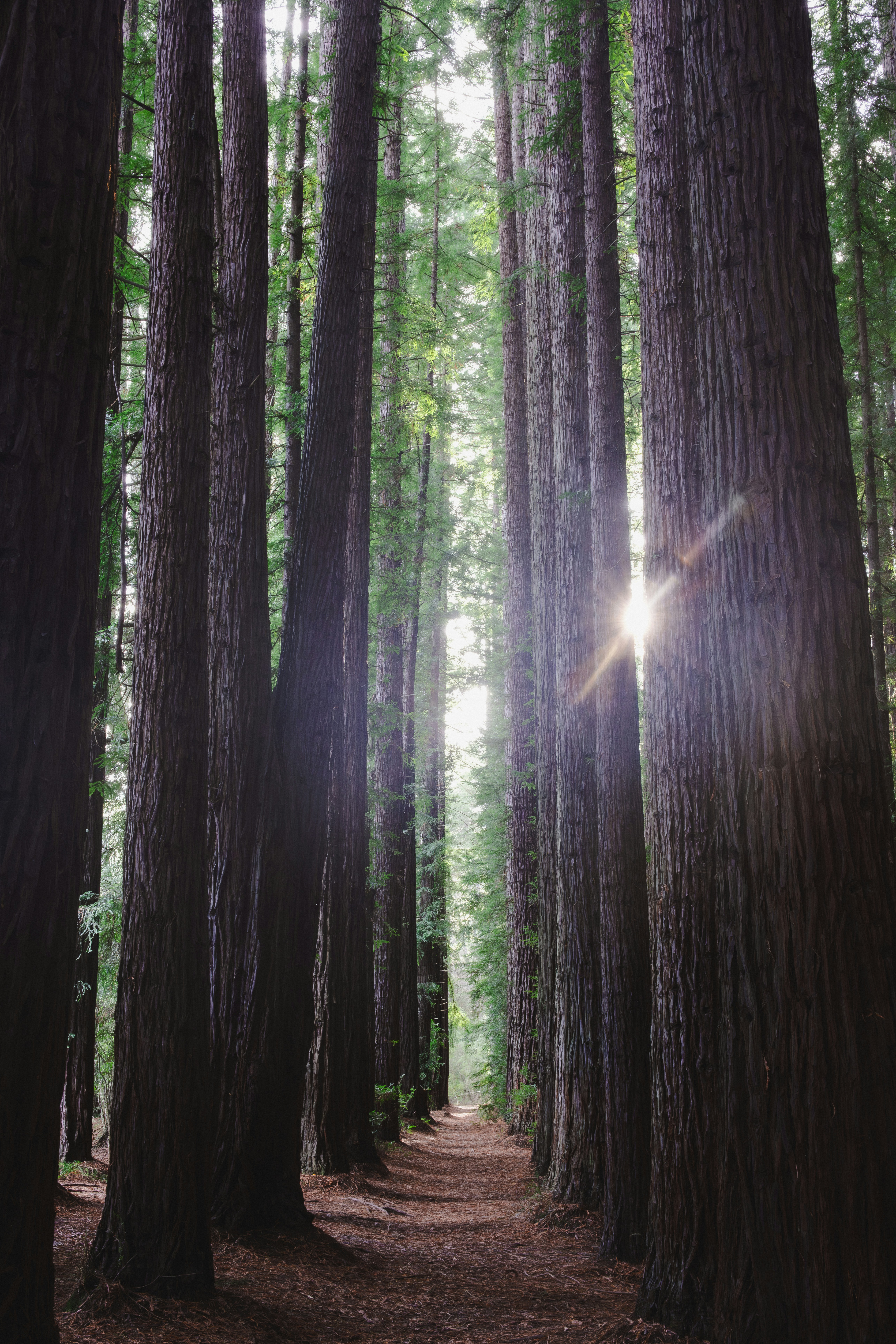 Hohe Redwood-Bäume säumen einen sonnenbeschienenen Waldpfad