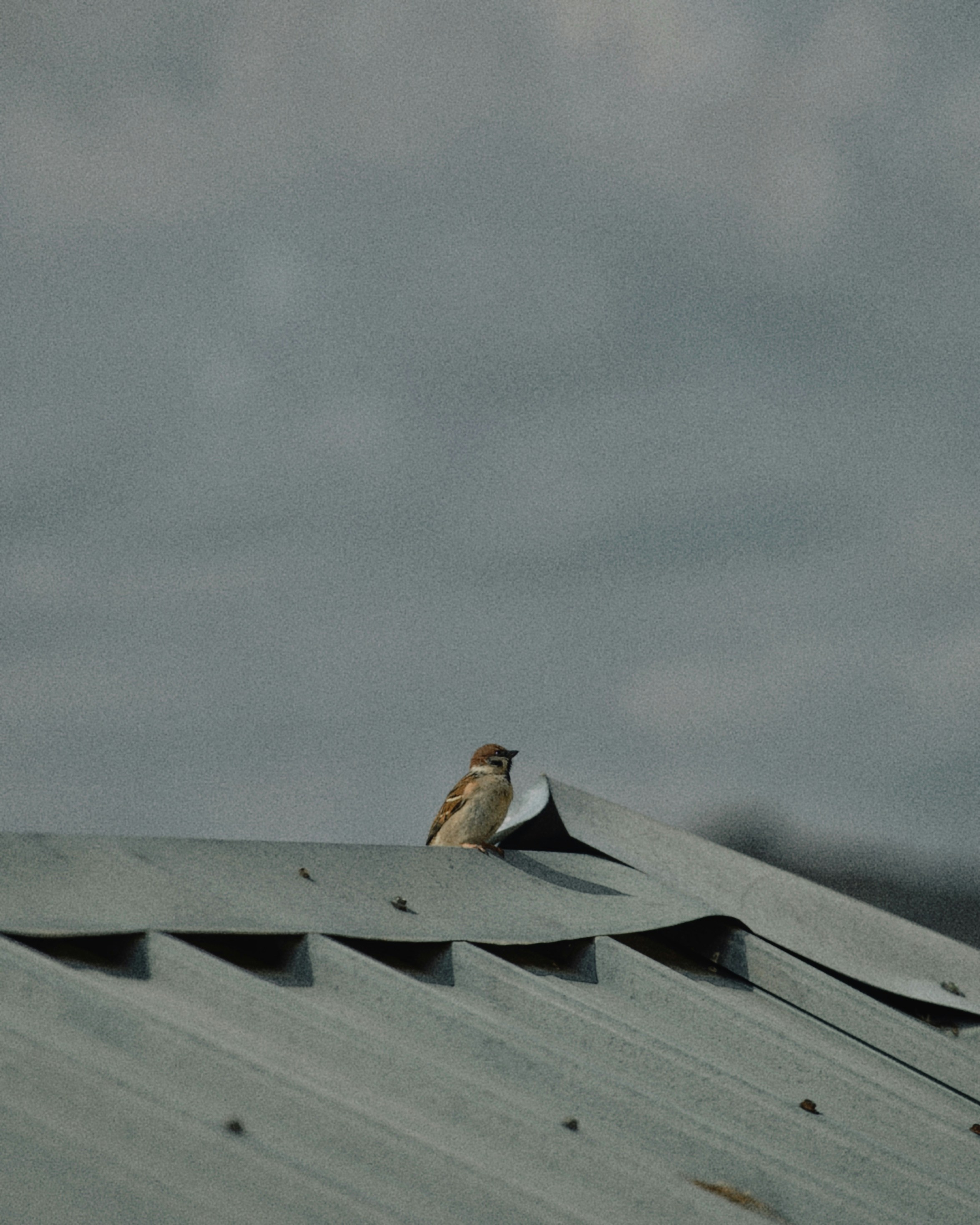A small bird perched on a metal roof.