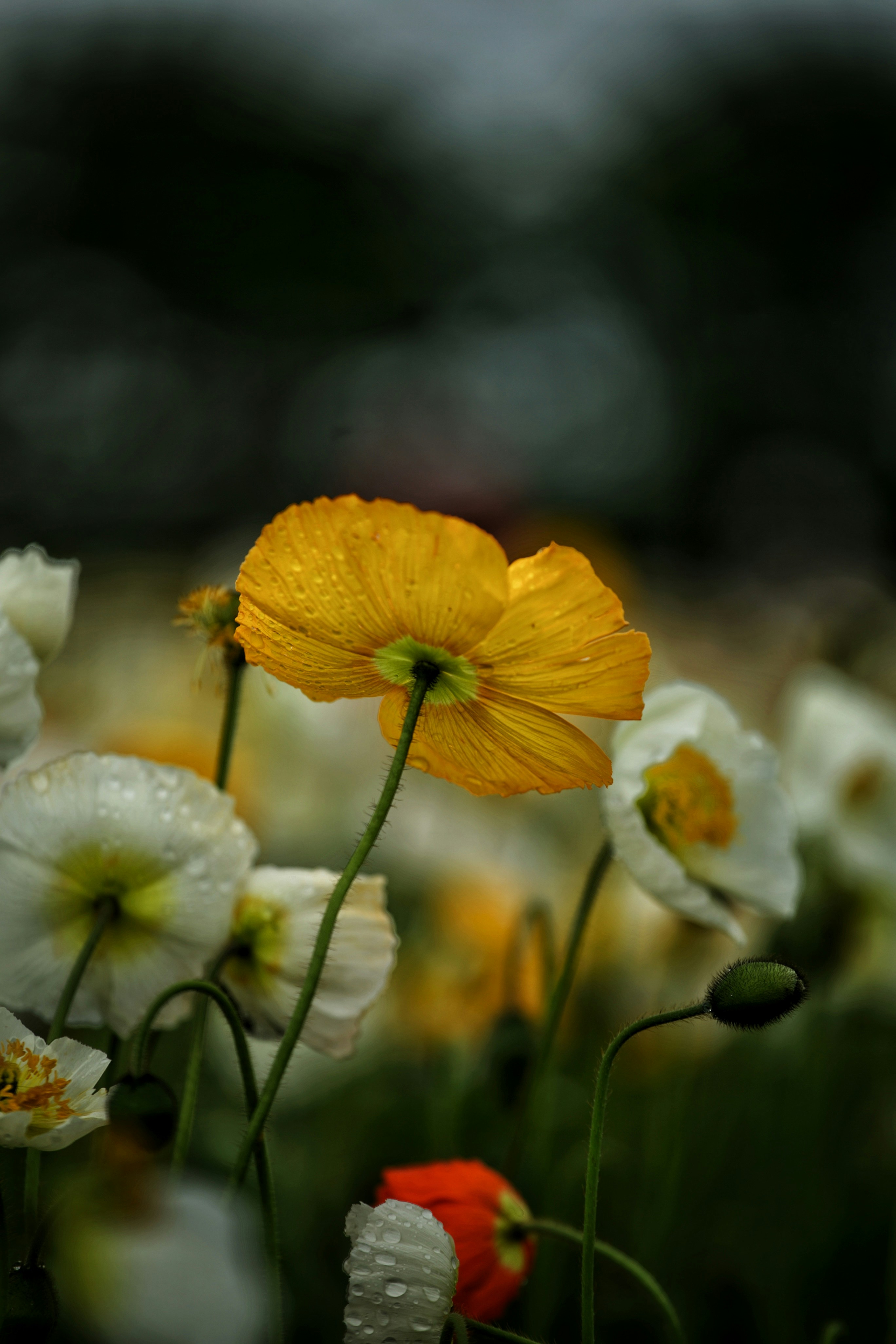 Photo by uyen1991