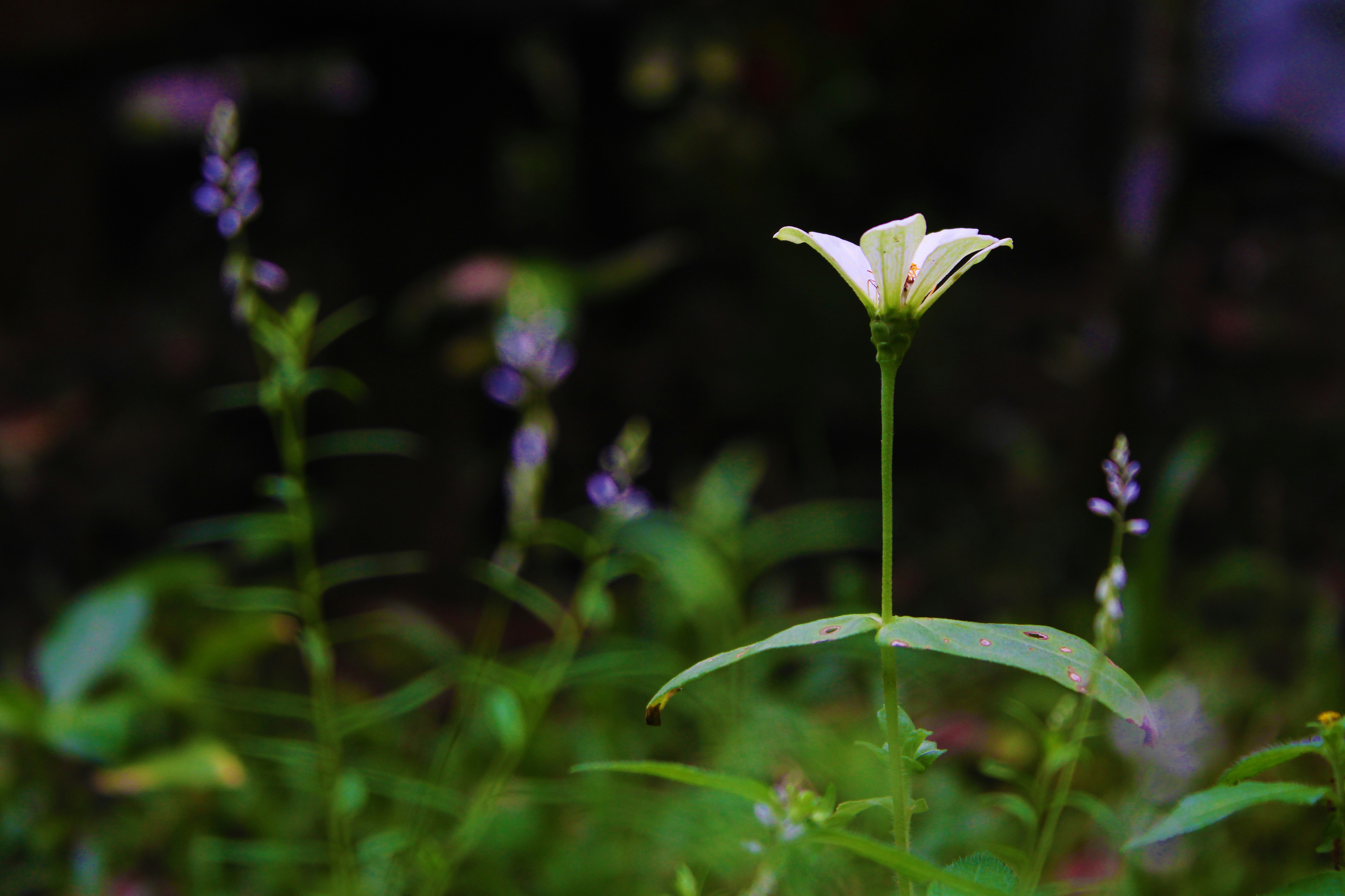 A single white flower stands tall amidst green foliage.