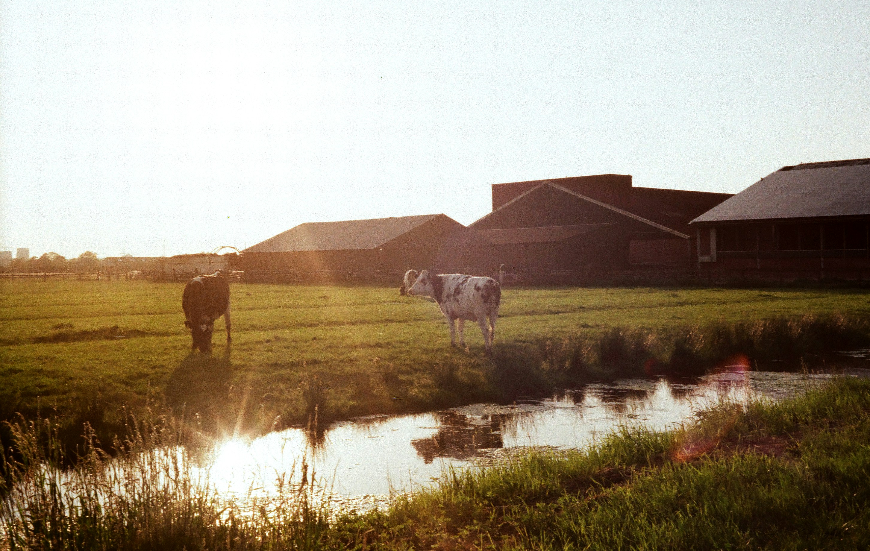 Two cows in a field at sunset