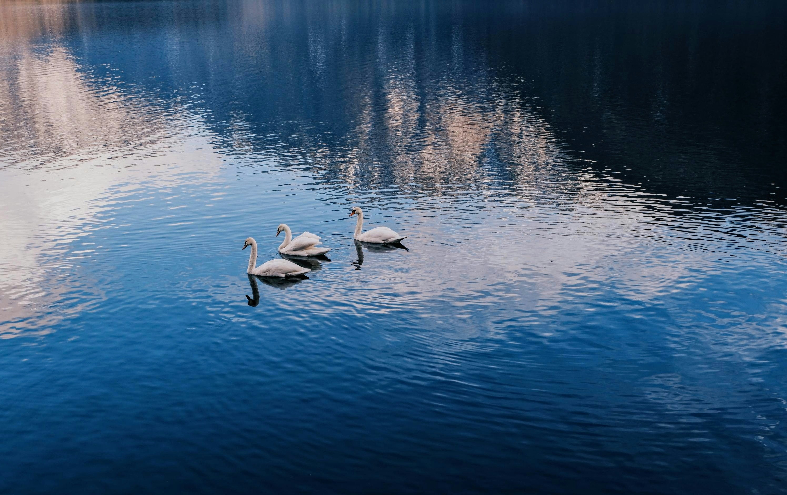 Photo by sarajuricki