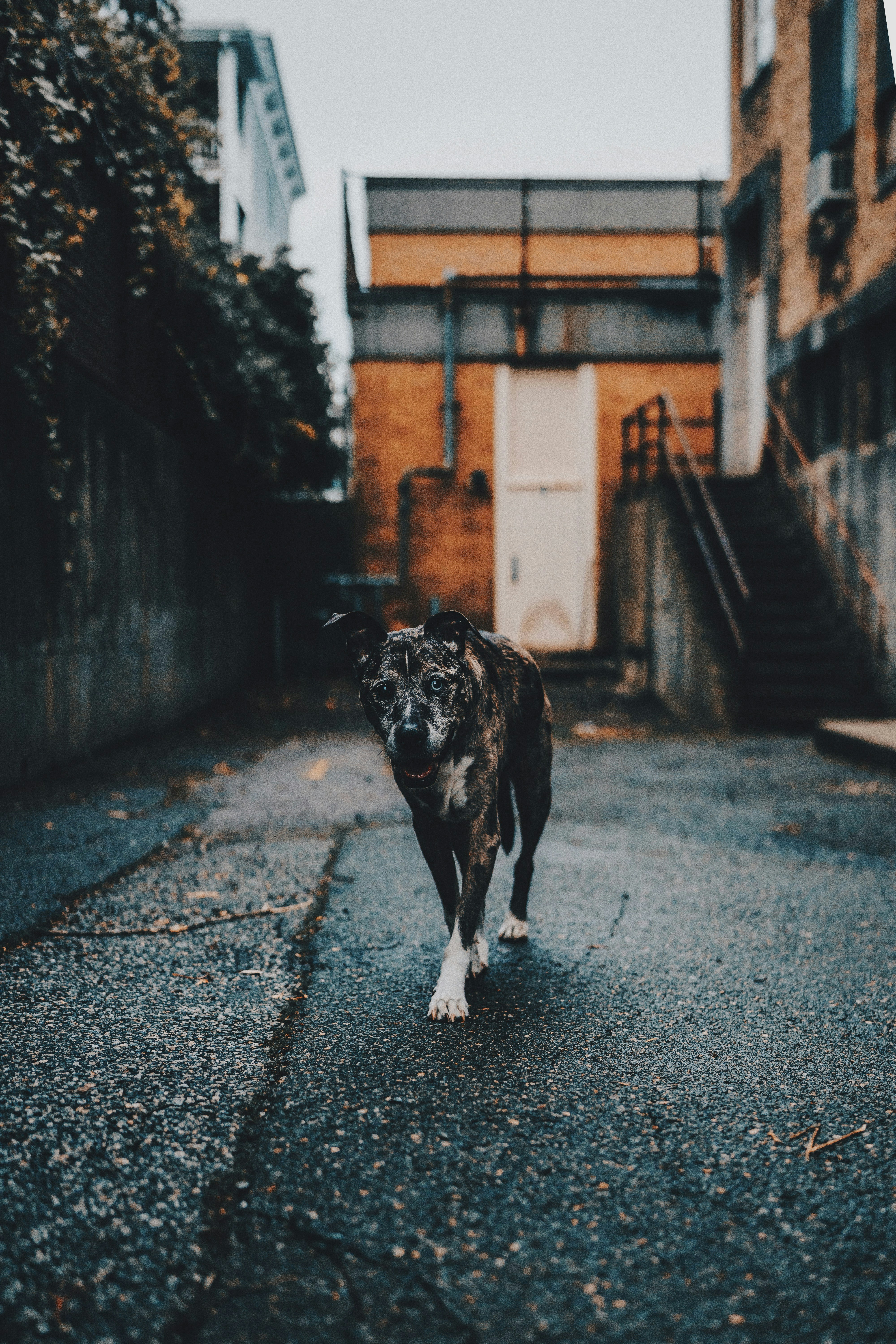 A brindle dog walks down an alleyway.
