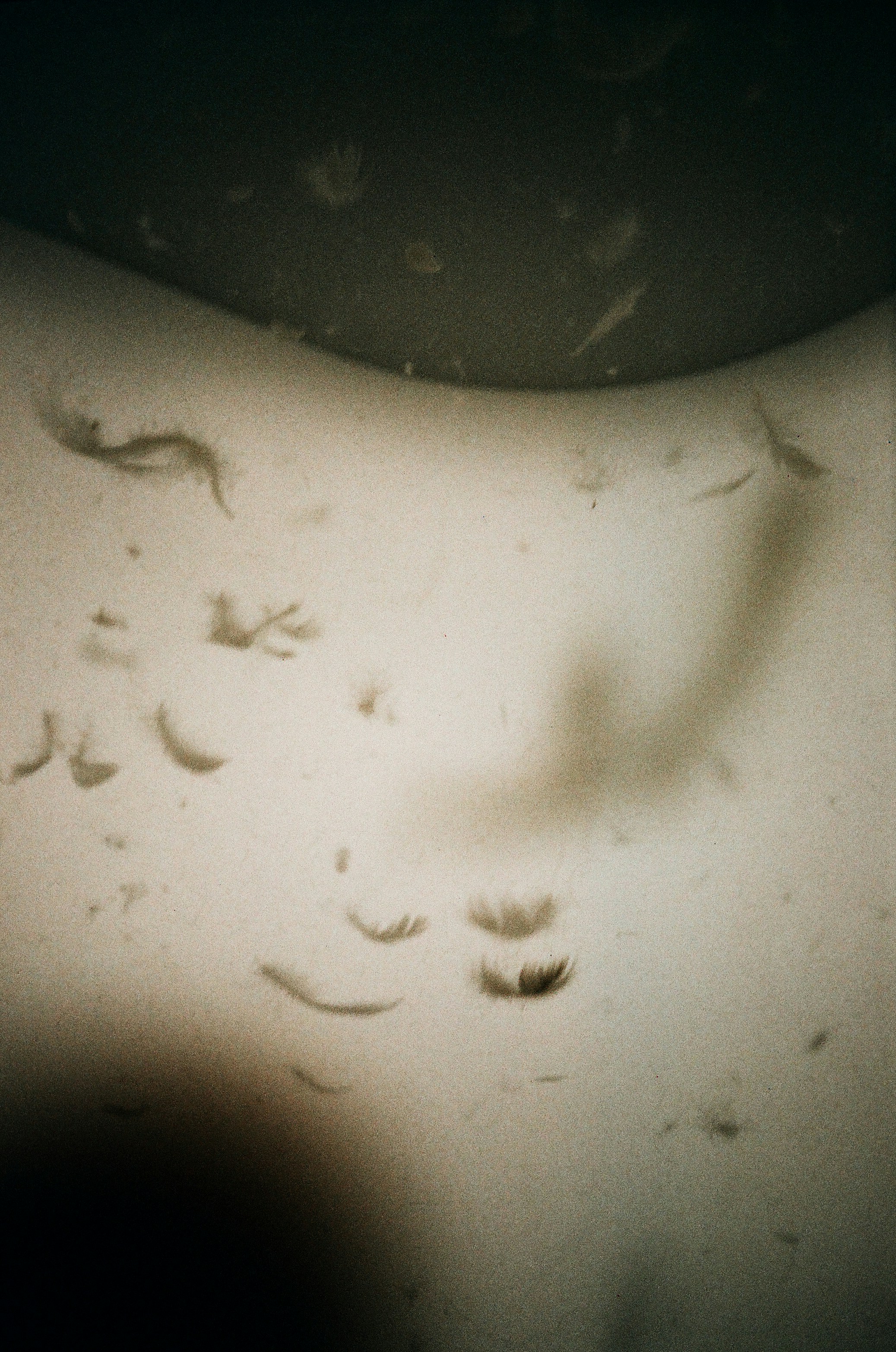 Small feathers floating in murky water