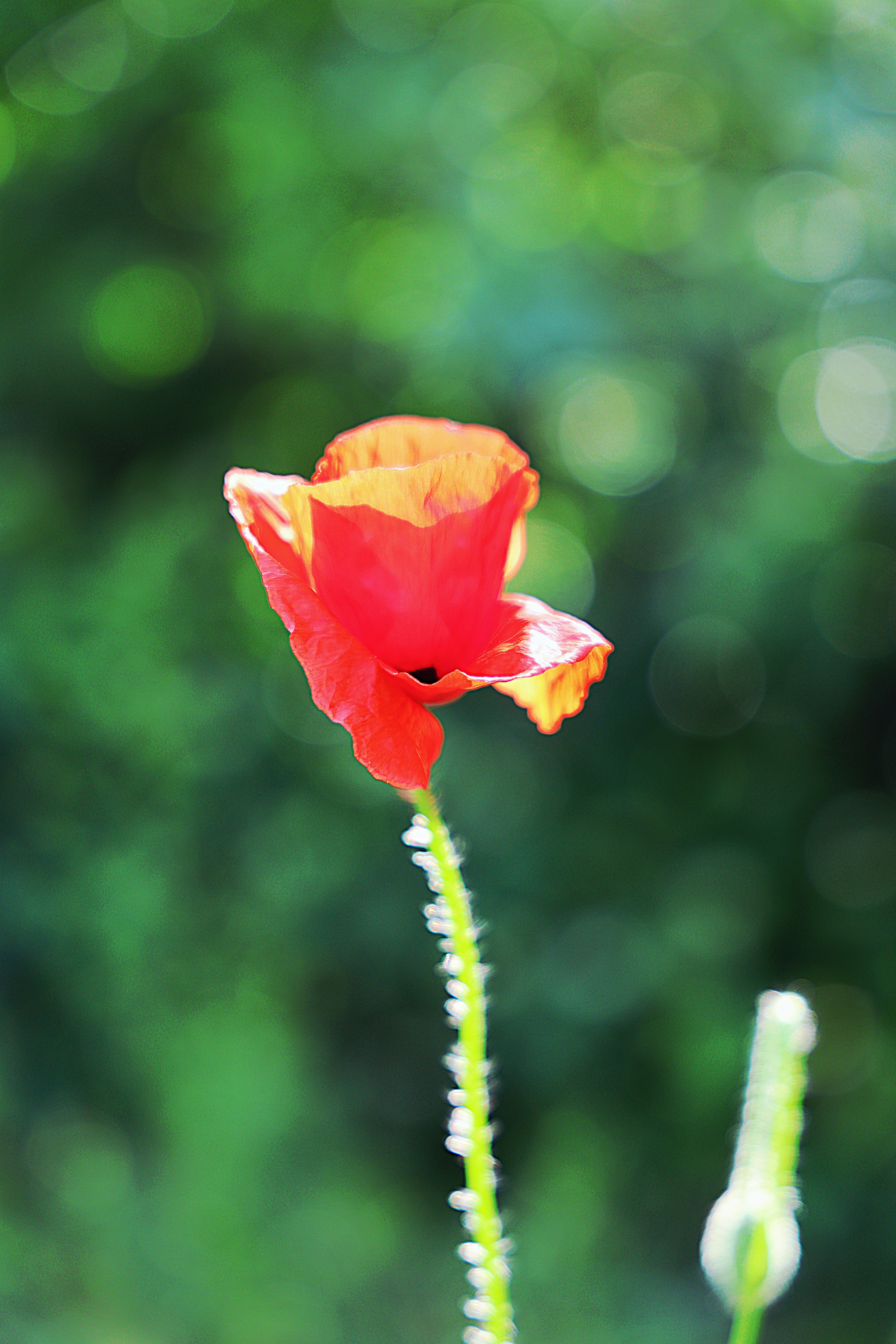 Photo by merih82