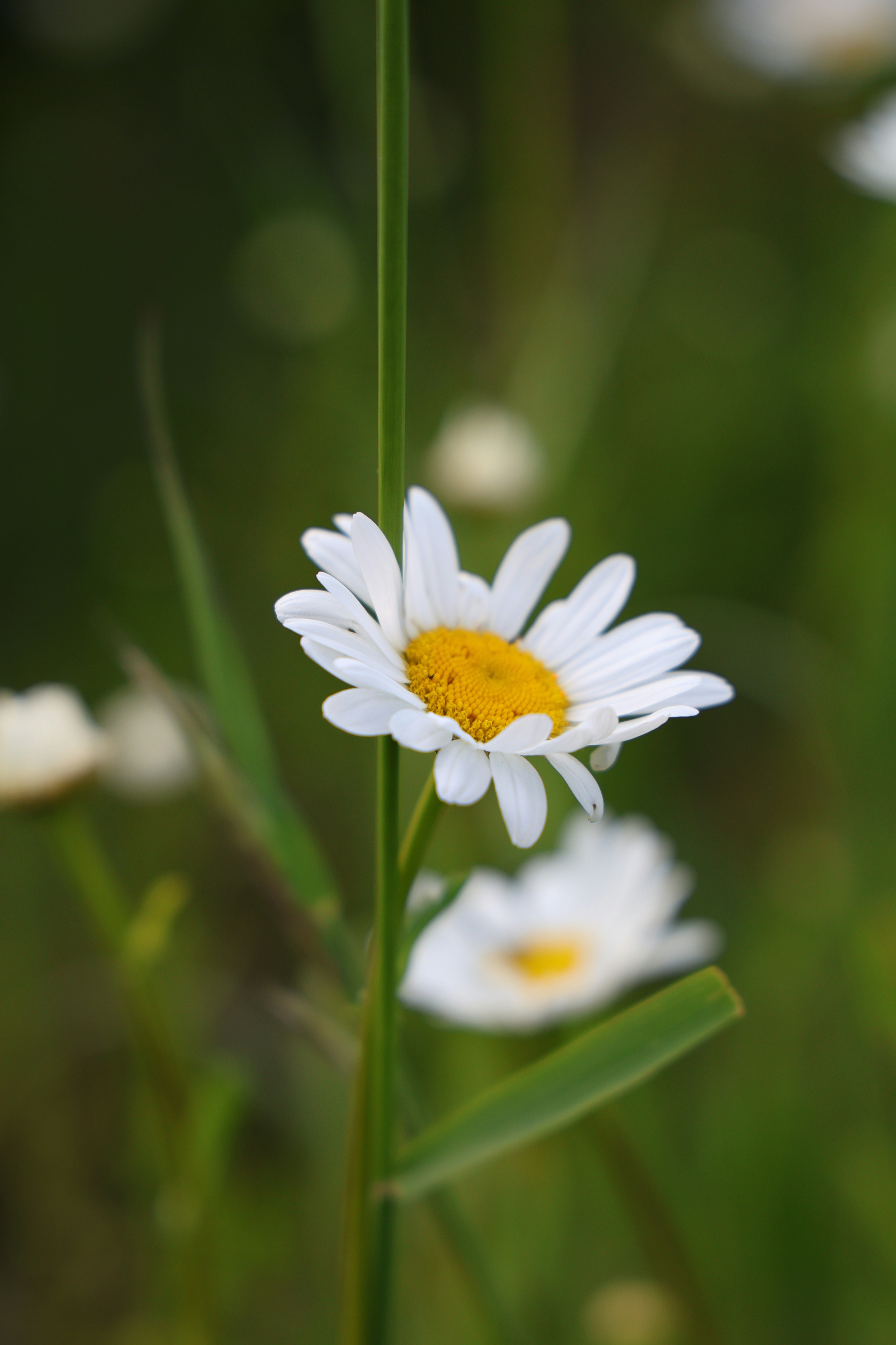 Photo by merih82