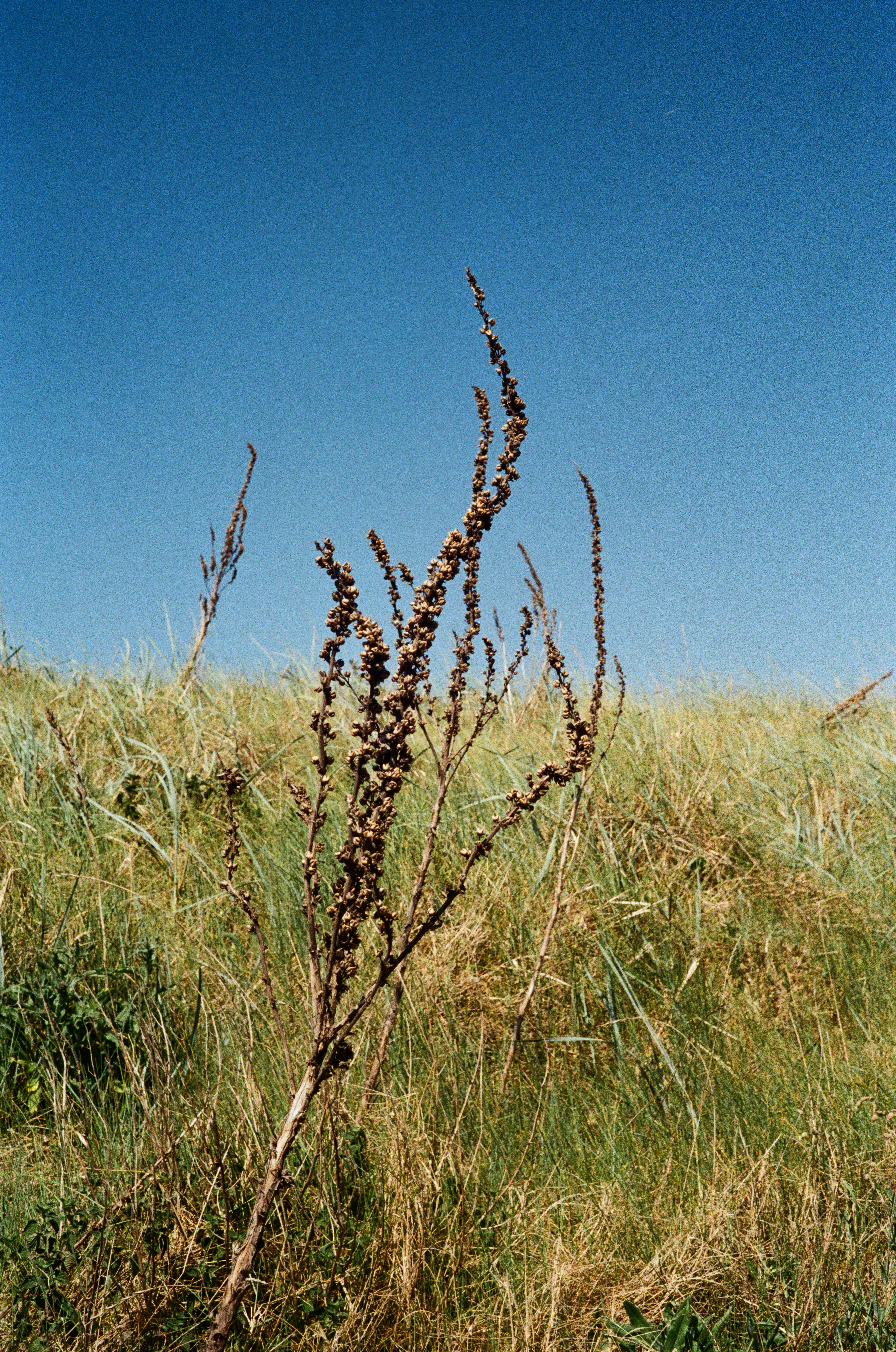 Dry plants stand against a clear blue sky.