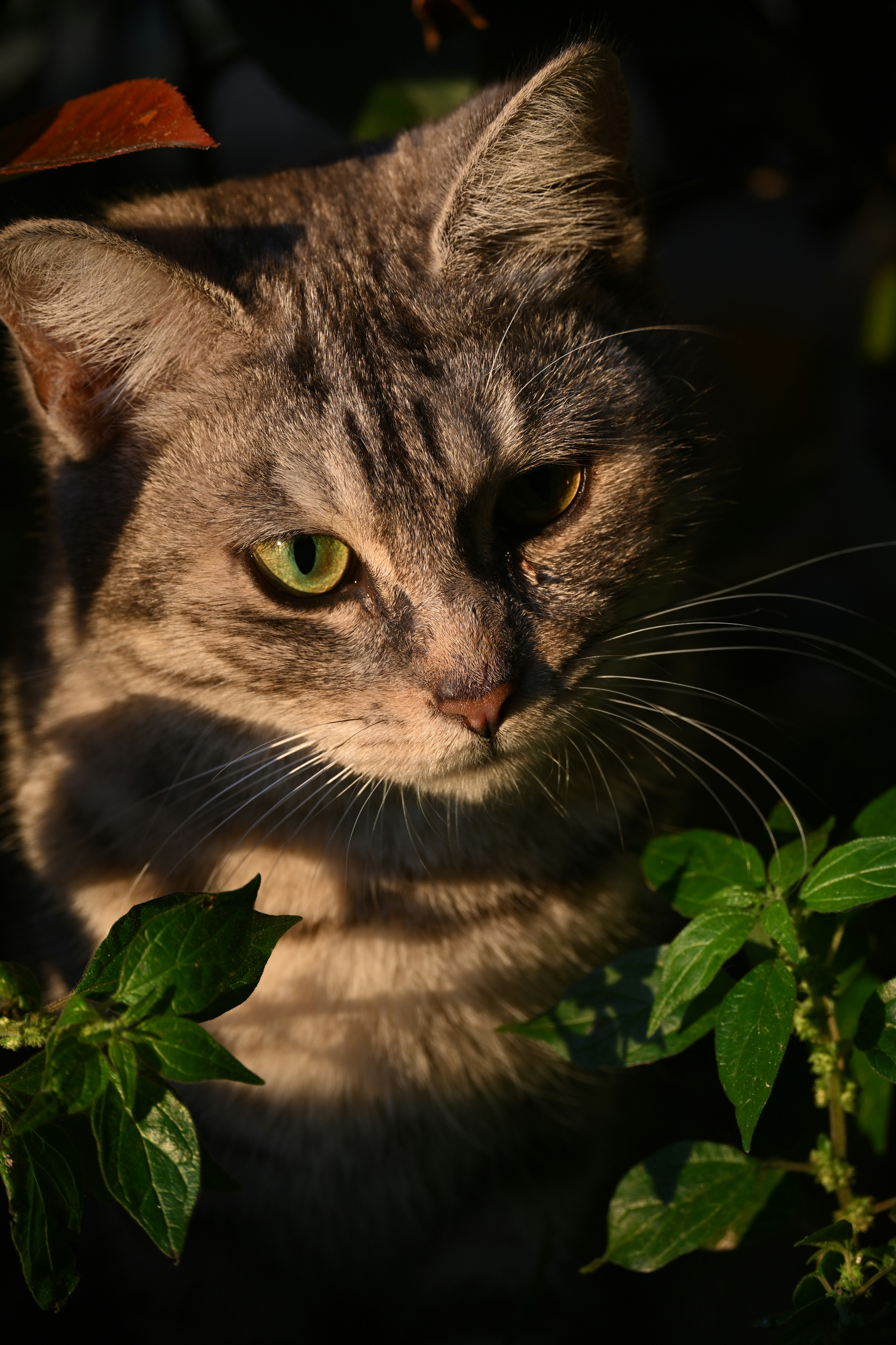 Un chat tigré aux yeux verts dans la lumière tachetée du soleil.