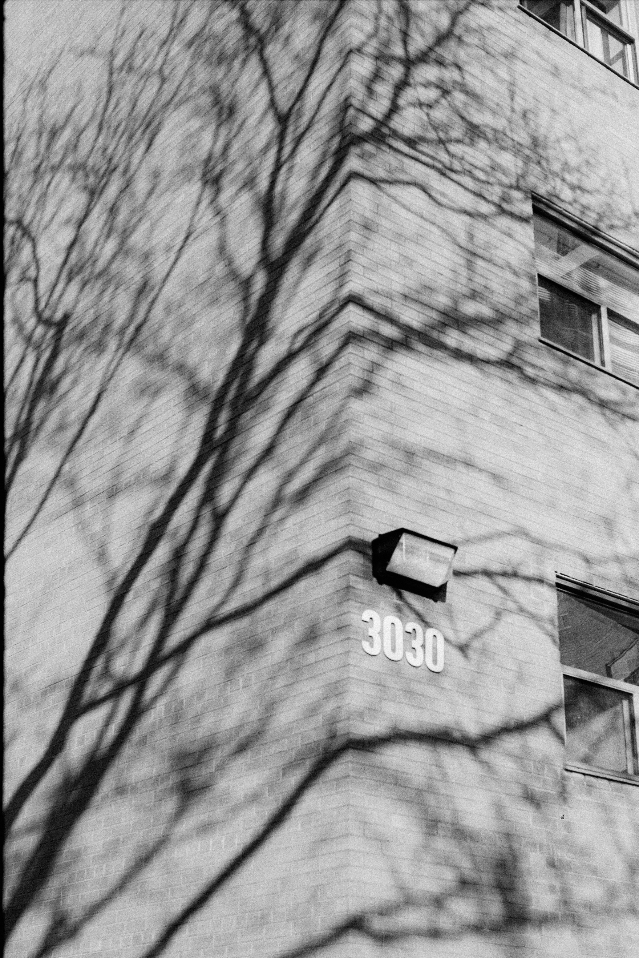 Bare tree branches cast shadows on brick building.