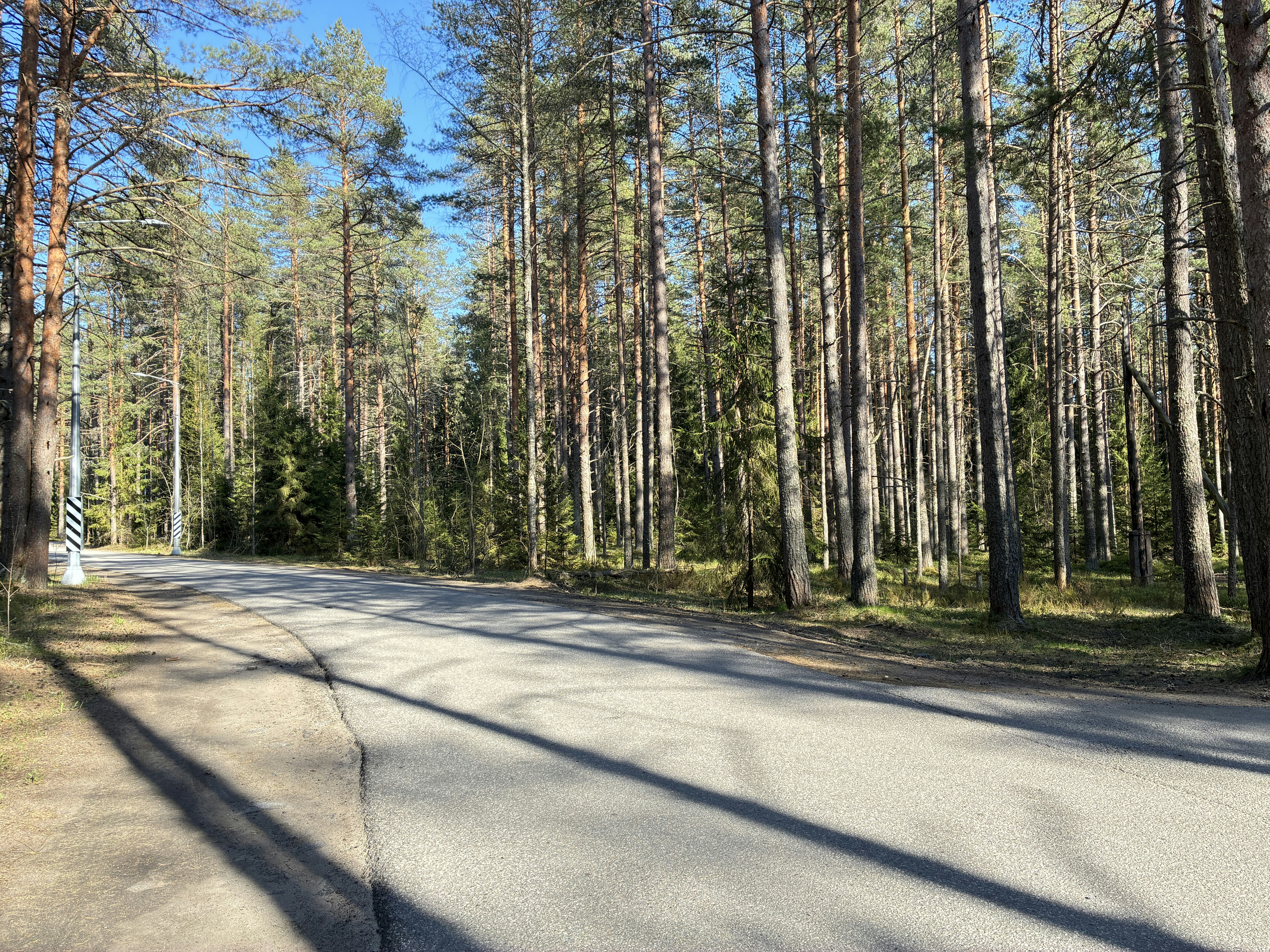 A paved road through a sunlit pine forest