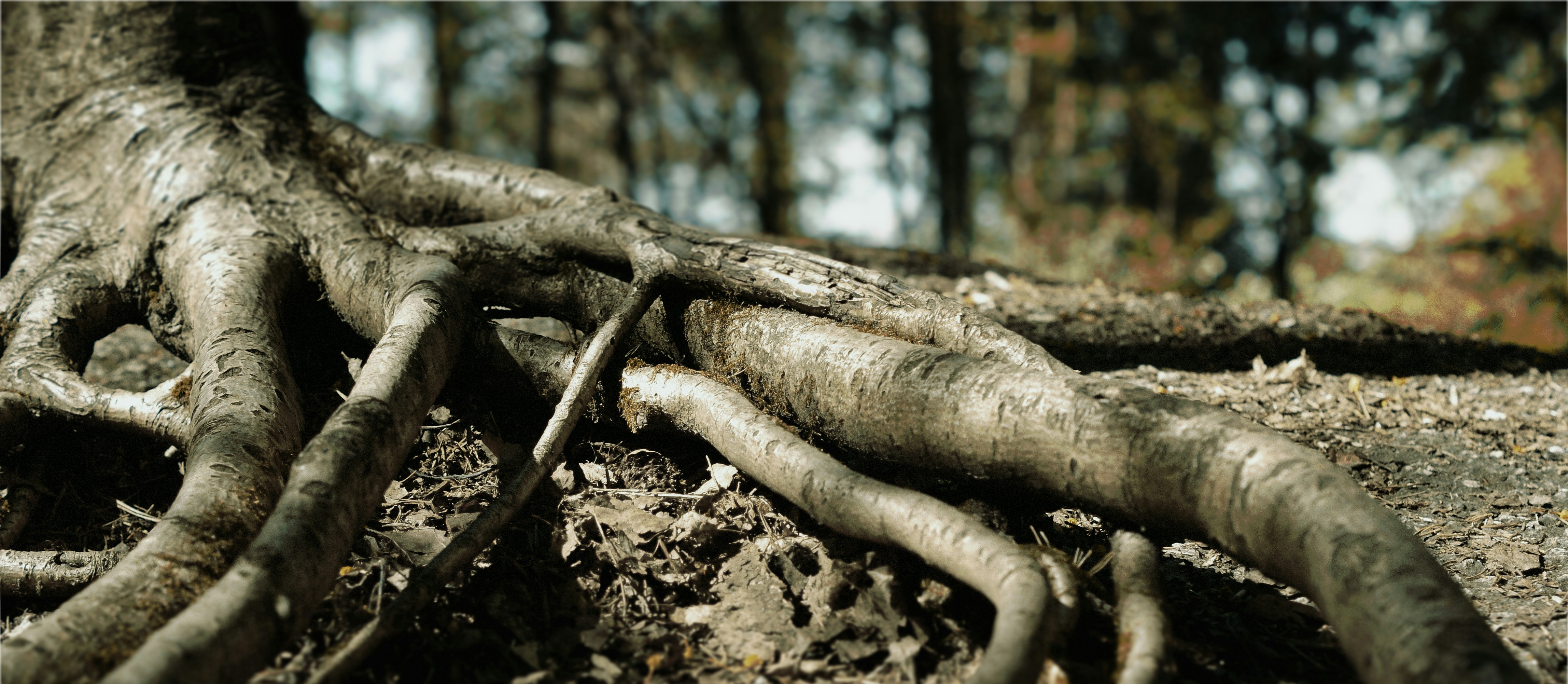Photo by gothicpolar