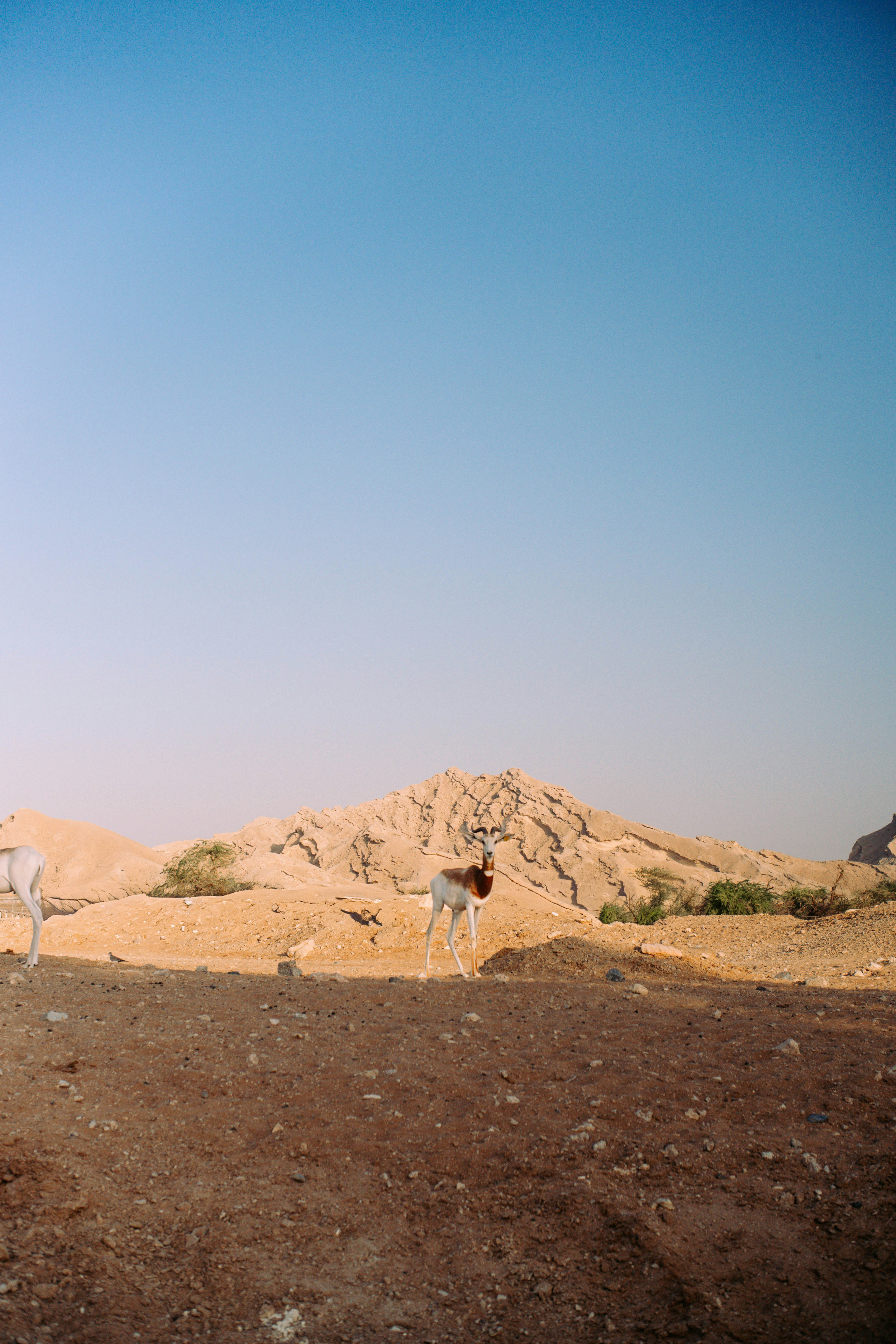 Two antelopes in a dry, mountainous landscape.