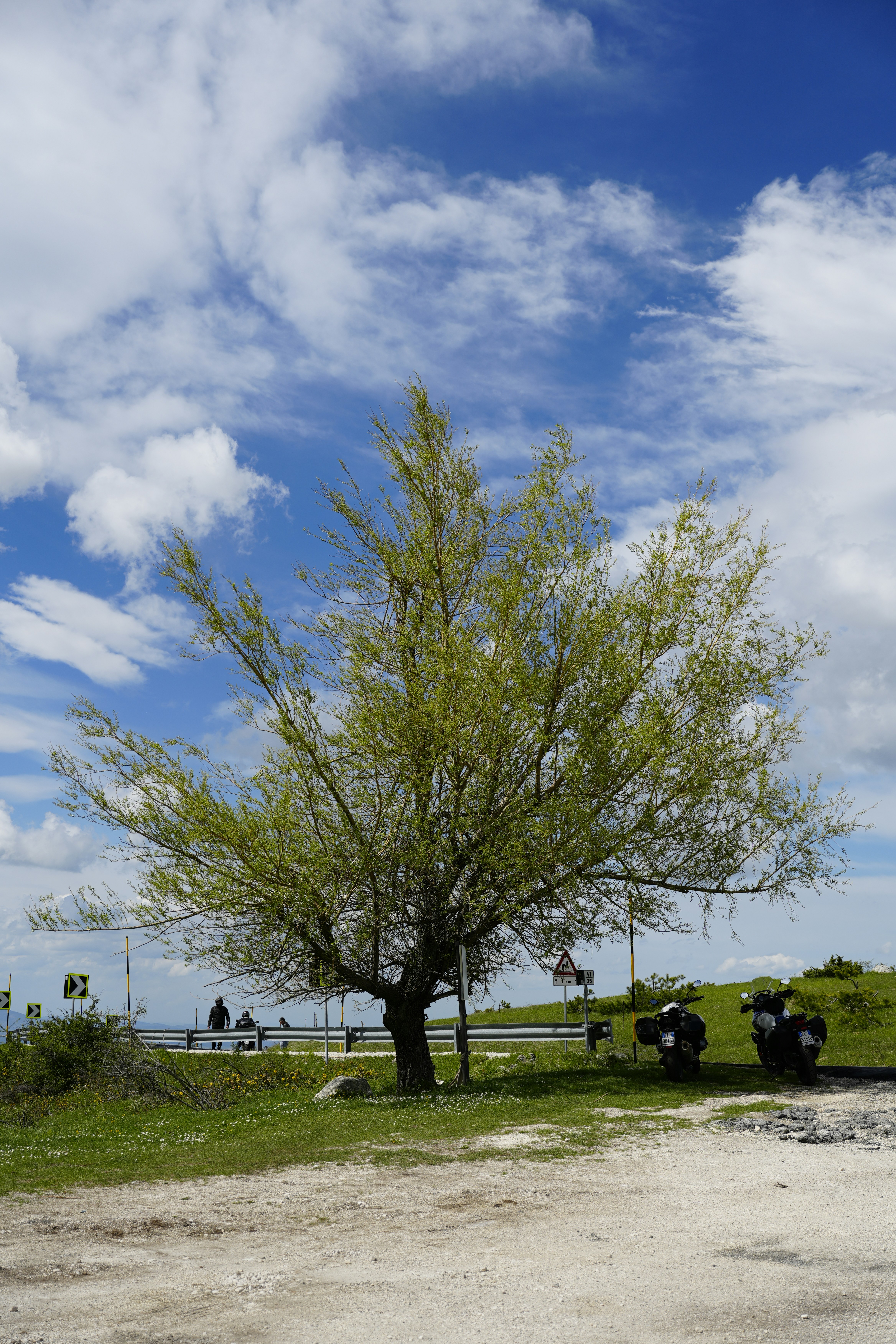 Green tree, motorcycles, and dirt path under cloudy sky