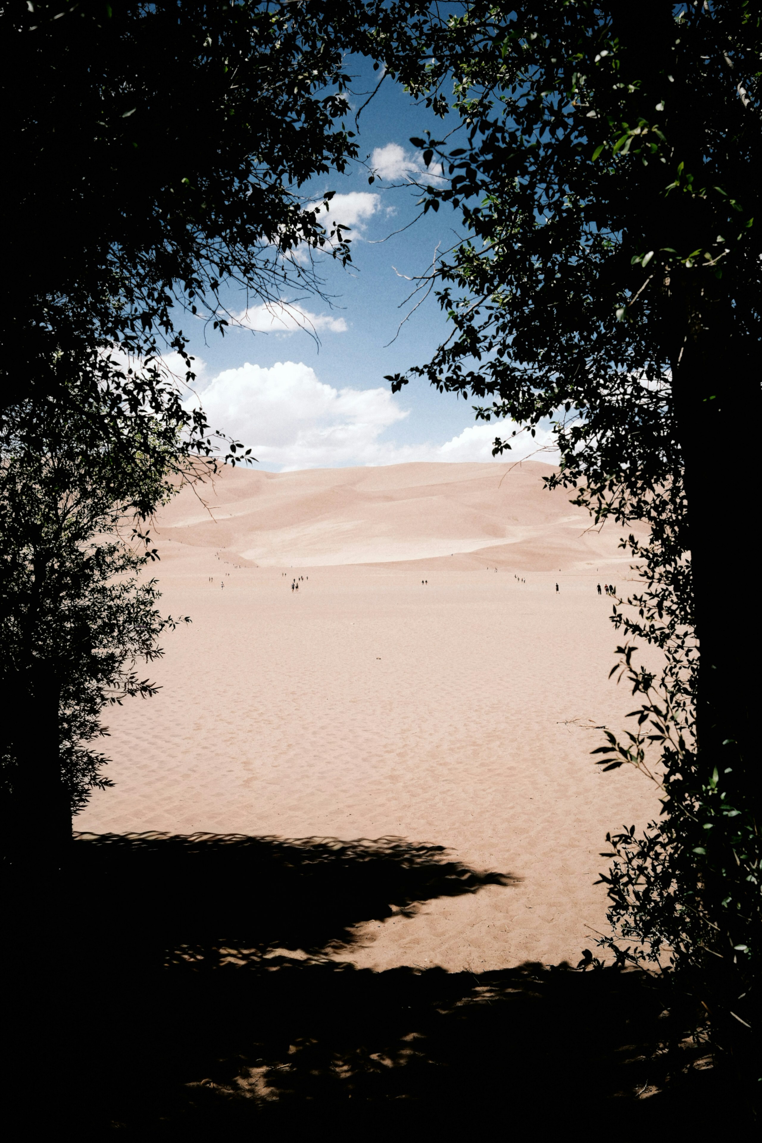 Dunas de areia emolduradas por árvores escuras sob um céu azul.