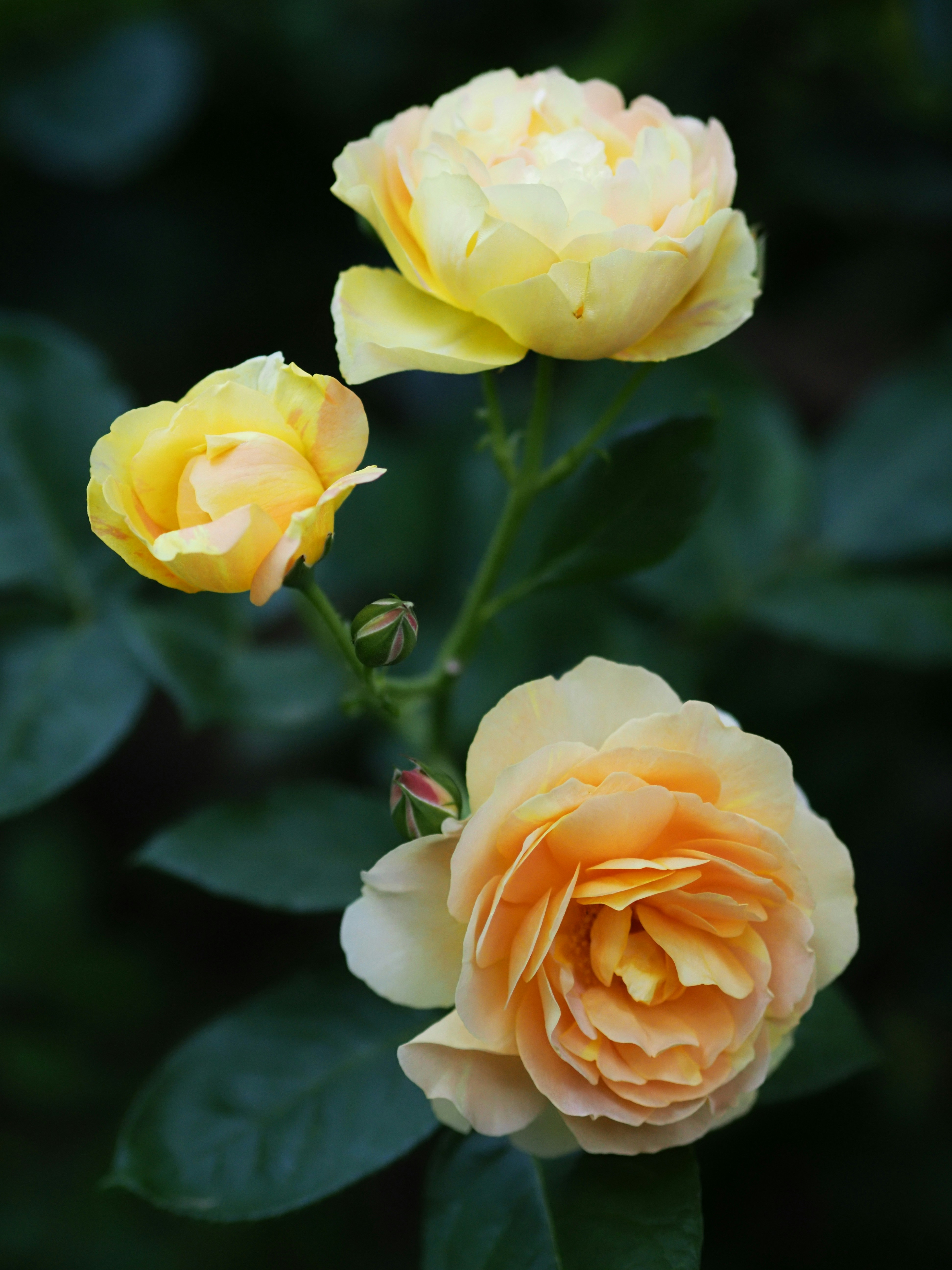 Photo by mitsubisi
