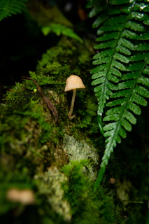 A small mushroom grows on moss with a fern leaf.