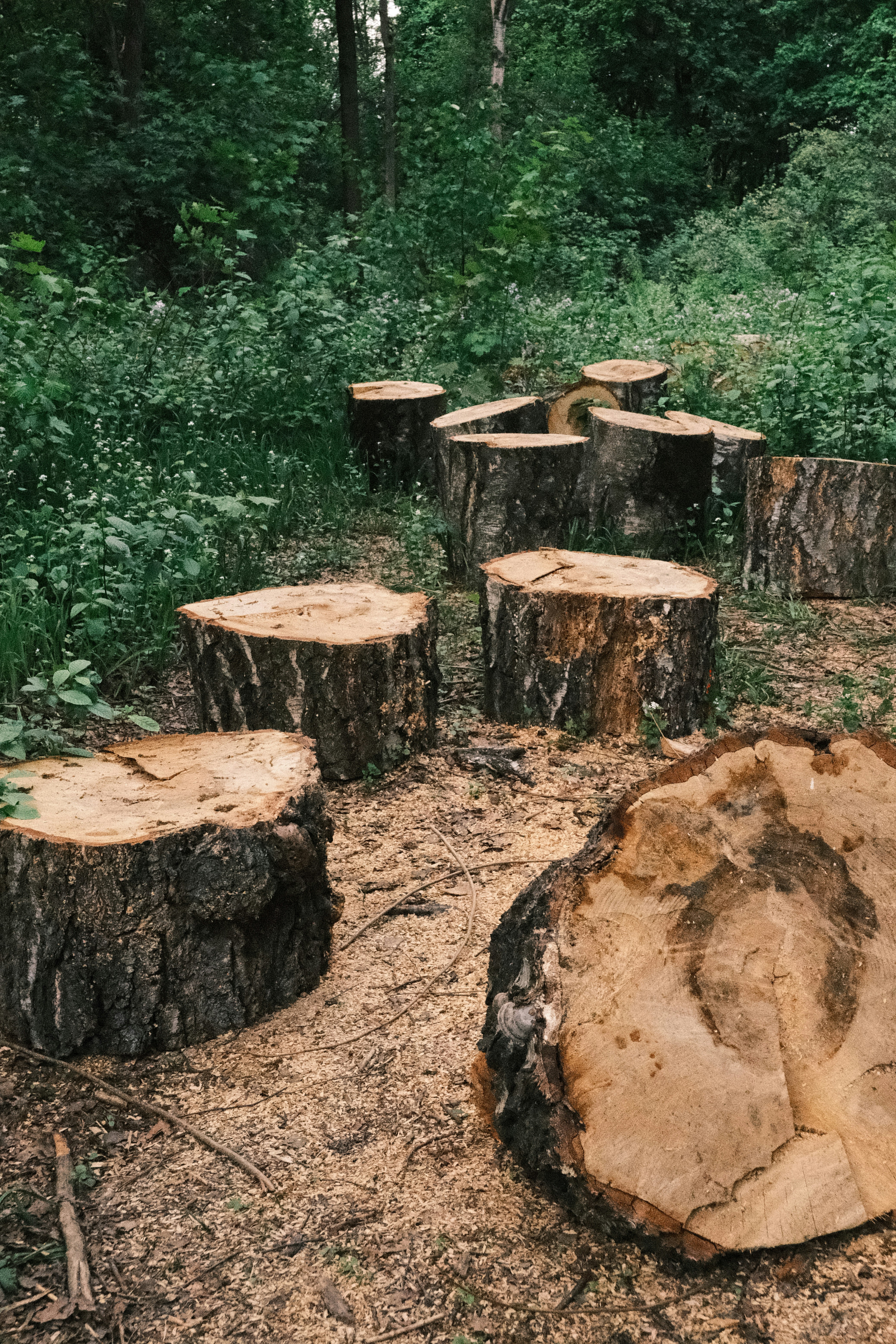 Before stump grinding