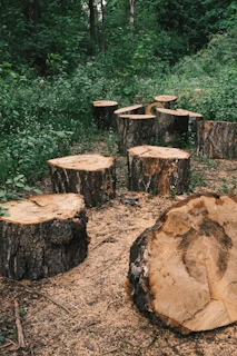 Tree stumps scattered on a forest floor