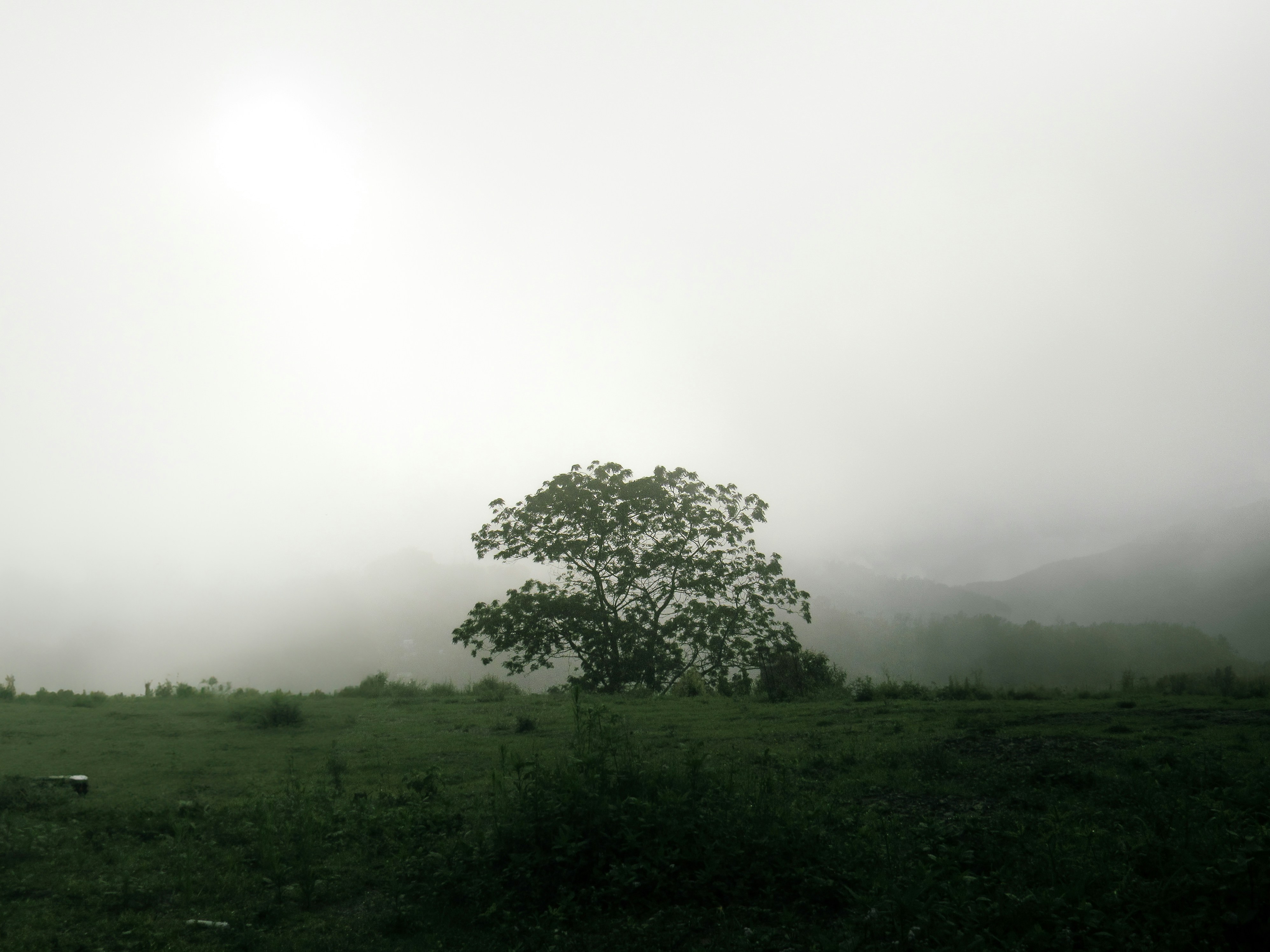 A lone tree stands in a foggy, green landscape