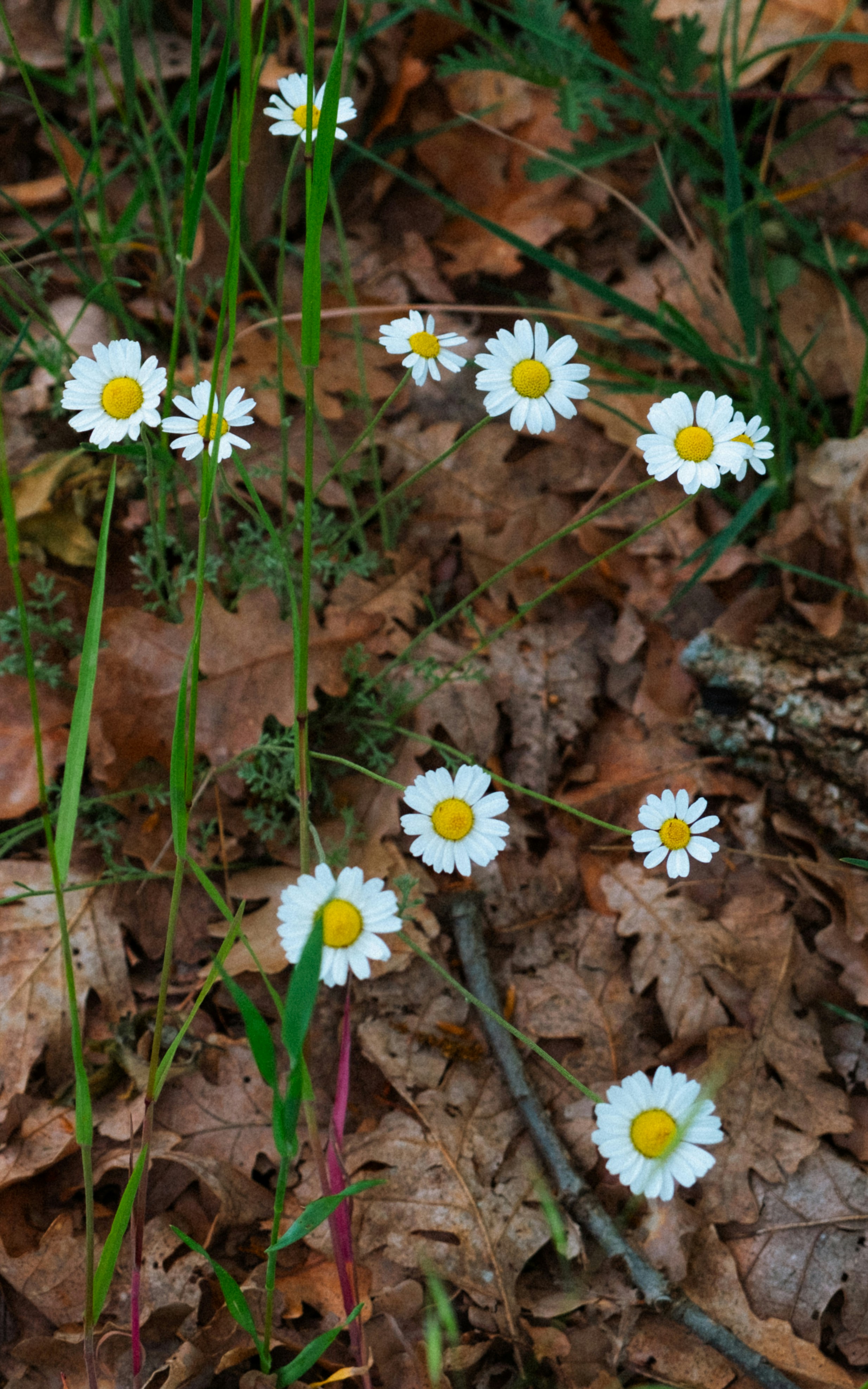 De petites marguerites blanches éparpillées sur le sol de la forêt.
